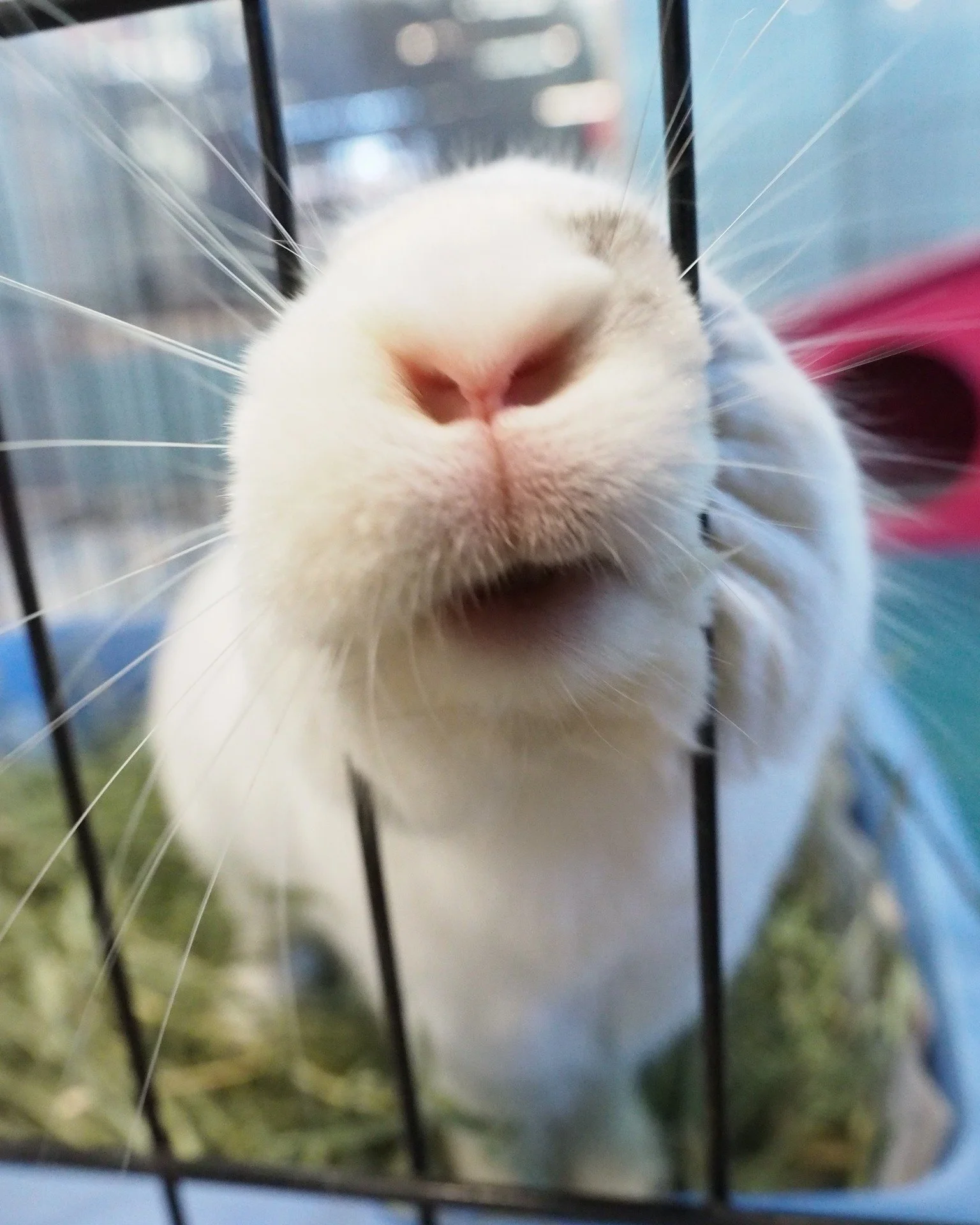 One week away from our next event.  https://sandiegorabbits.org/eventscalendar