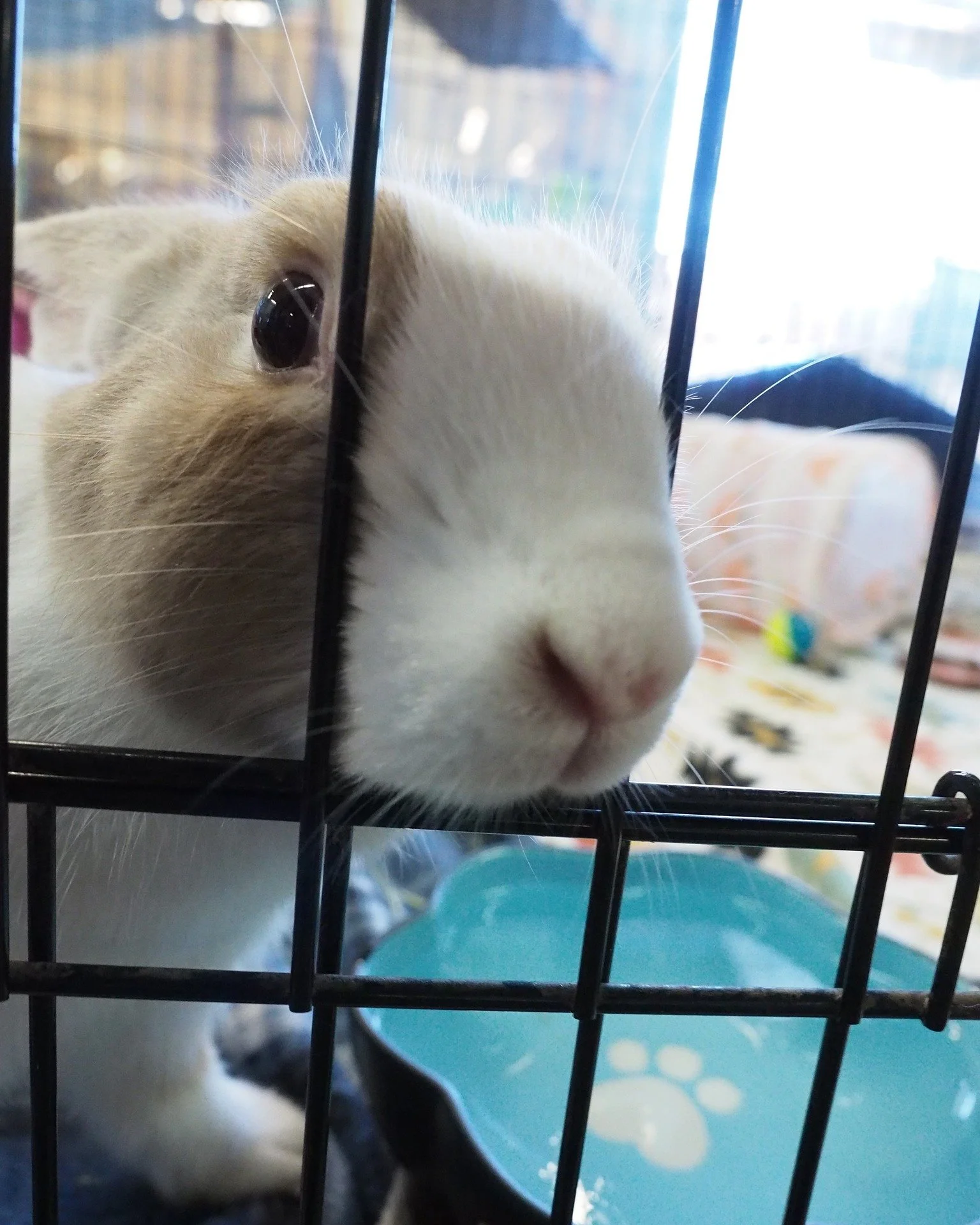 Did you know that the bunnies have a wish list?  https://sandiegorabbits.org/donate