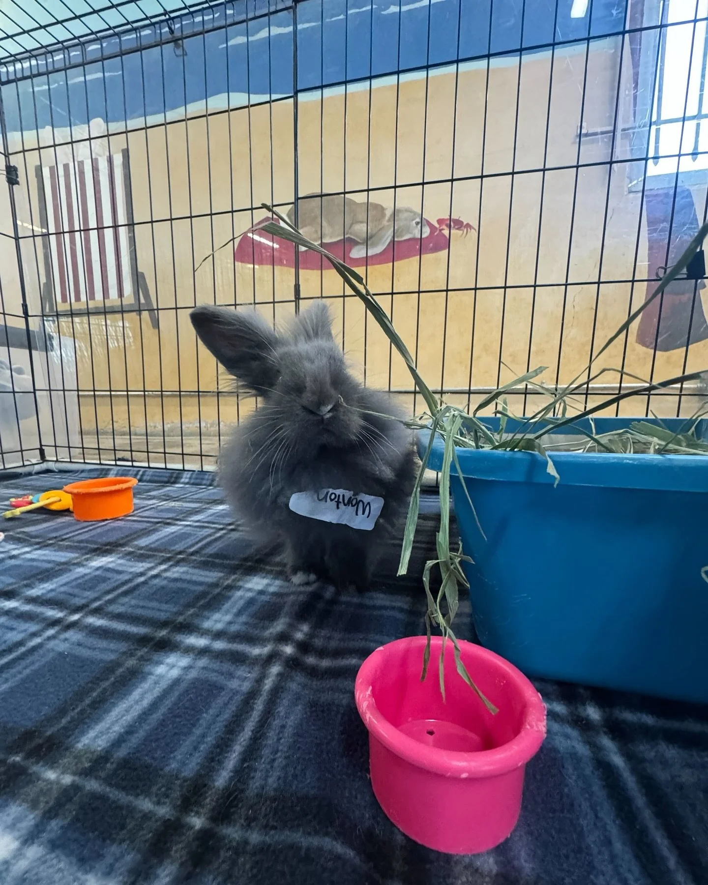 ⸻

&ldquo;We were wondering where Wonton&rsquo;s litter box name tag went&hellip; turns out, he decided to wear it himself. Fashion-forward and proud of it. #BunnyStyle #SanDiegoHRS #wonton #fashionforward #trendsetter #nametag #sandiegorabbits
