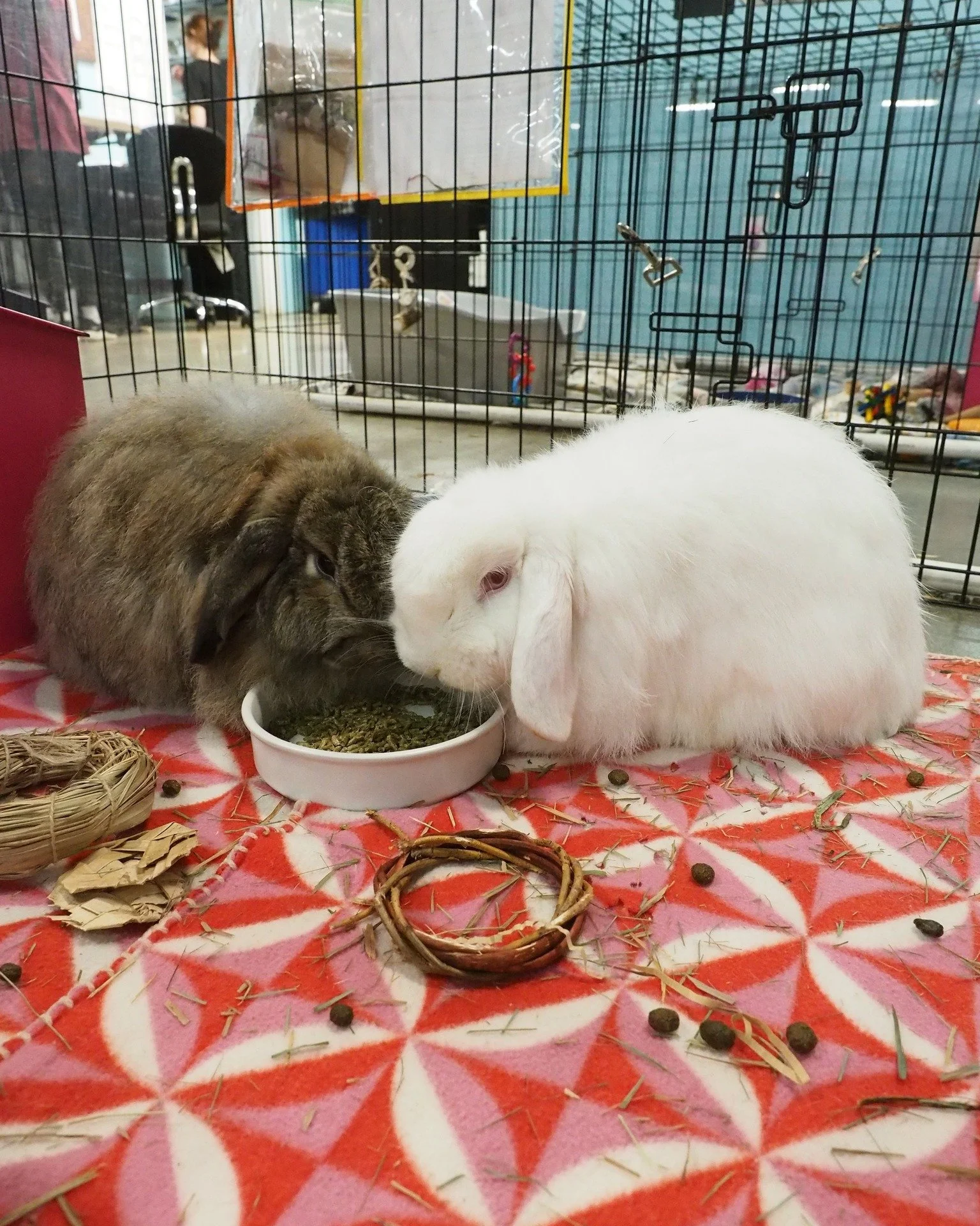 How are we able to help rabbits that have emergency medical needs?  https://givebutter.com/emergencymedicalfund