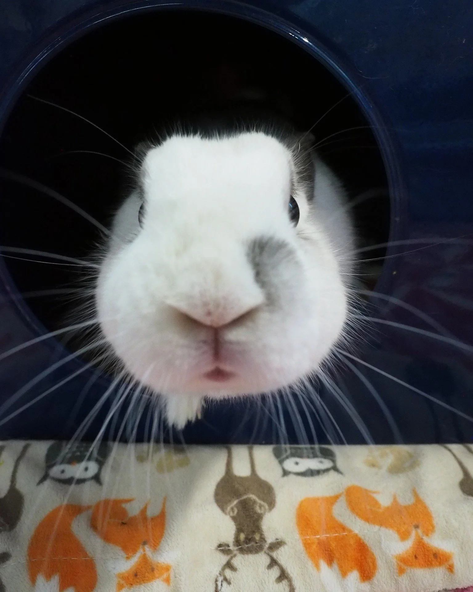 What are the bunnies Thankful for?  Volunteers, Staff, Foster Homes, Donors, Adopters, Supporters, a safe clean place to live, regular meals, medical care, and you.  Thank you!