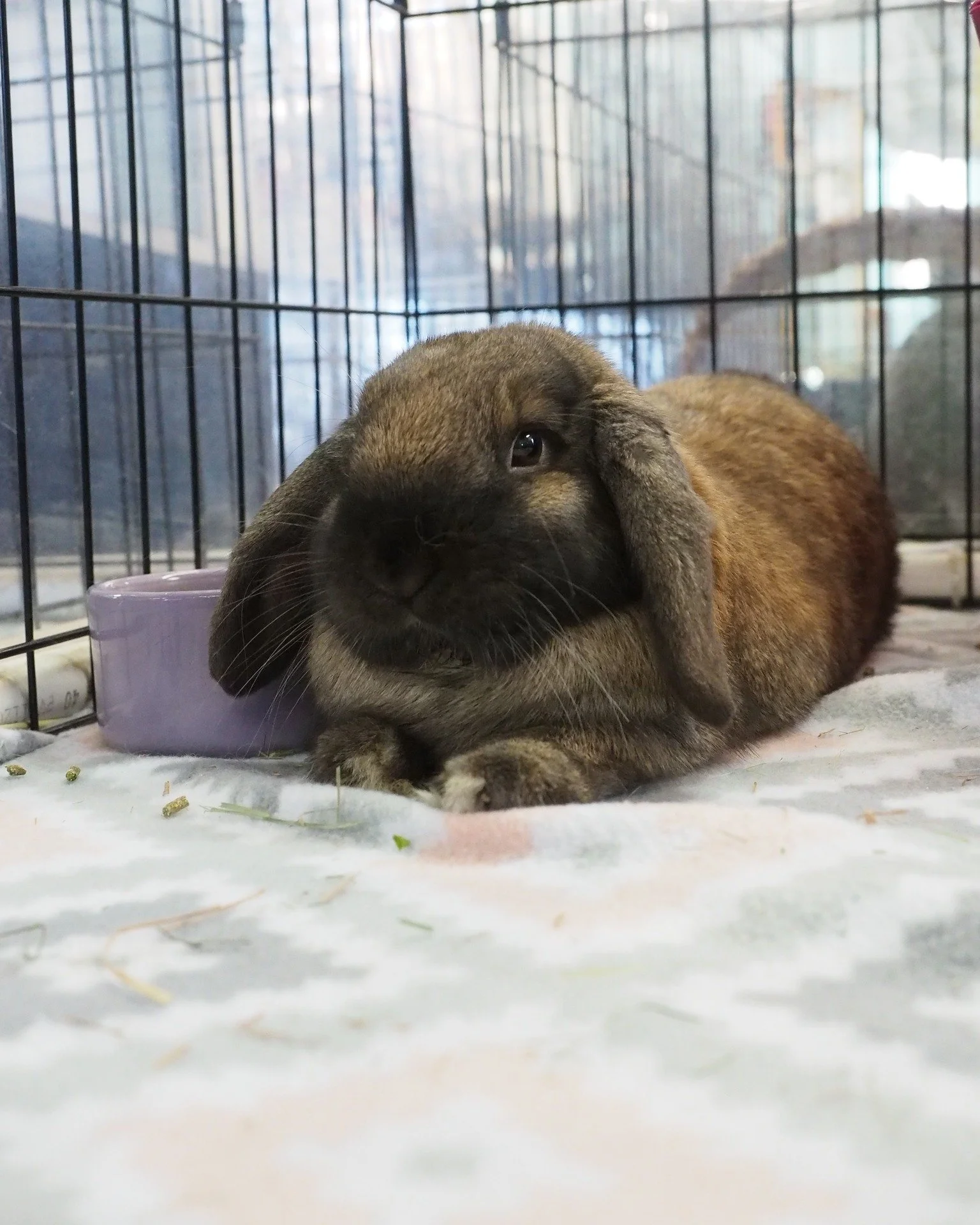 See's Candy Fundraiser, The Wishing Tree, and the 2026 Calendar; all of this and more at https://sandiegorabbits.org/