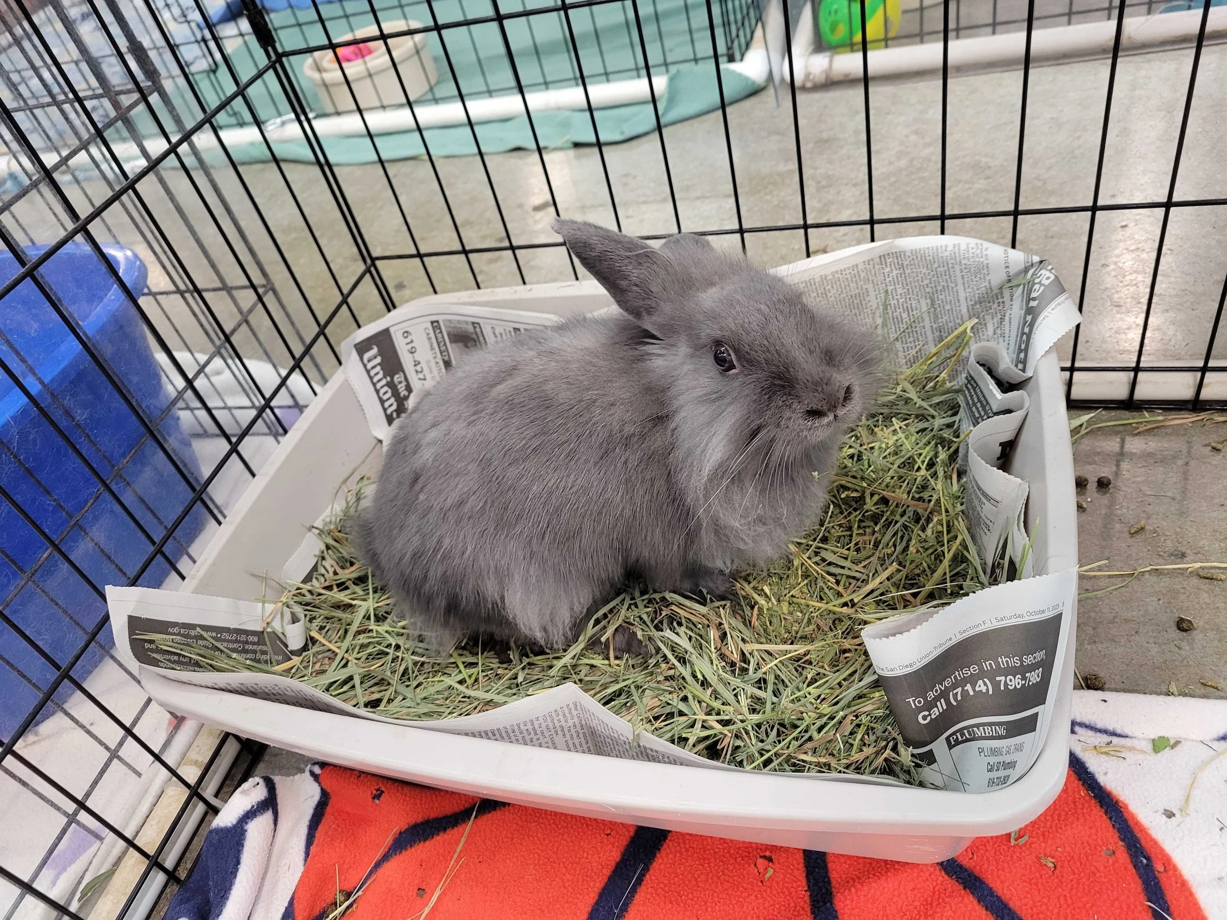Large cat pan, for medium bunnies under 10 pounds. Here is SDHRS adoptable Sarah in a Petmate cat litter box, size large. She is about 3.5lb and has plenty of room in her litter box.