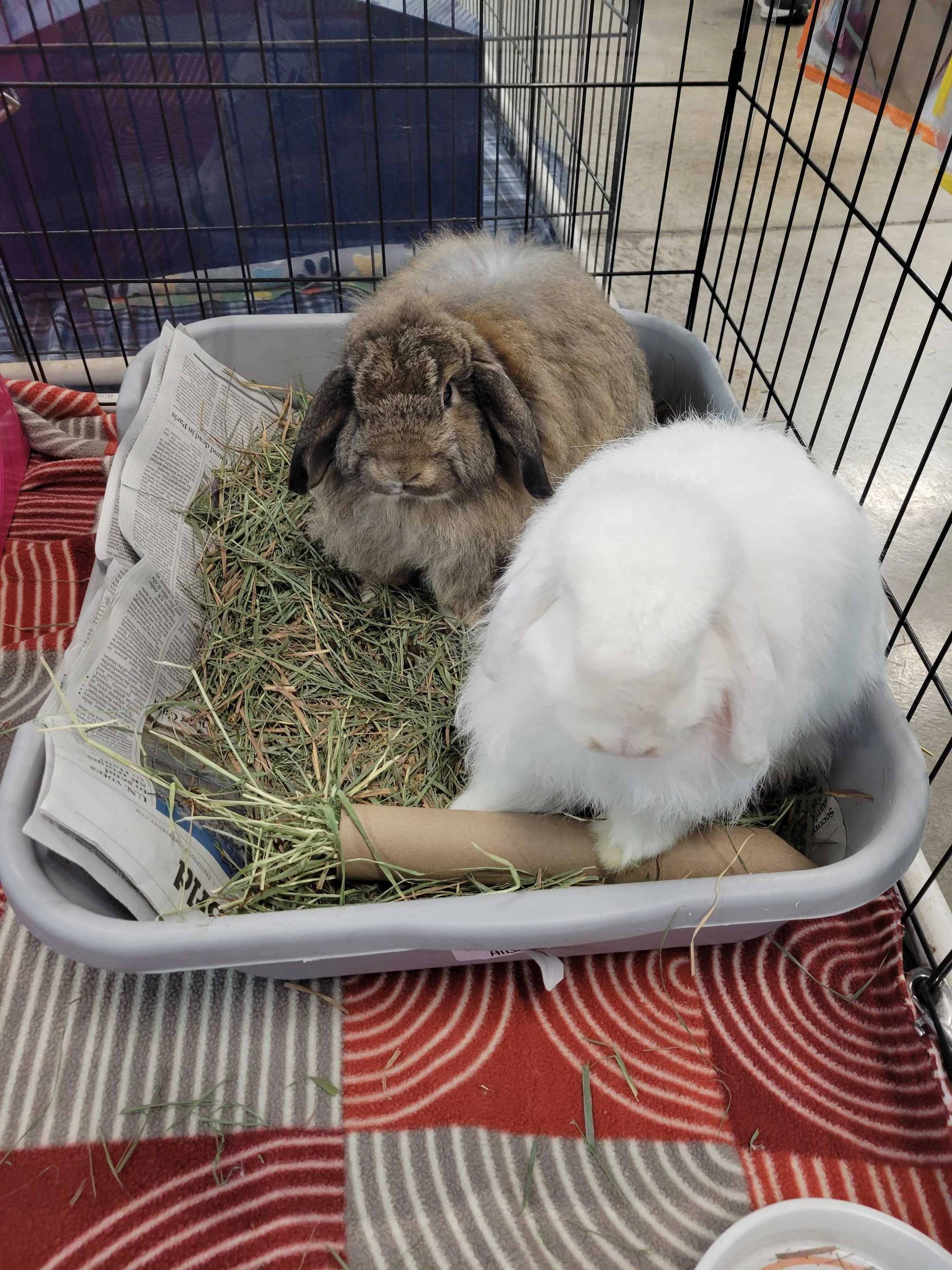 Giant cat pan, for large bunnies or bonded pairs. Here are SDHRS adoptable bonded pair, Tucker and Allison, sharing a large “Bunny-Go-Here” litter box. Both rabbits are about 5.5lb.