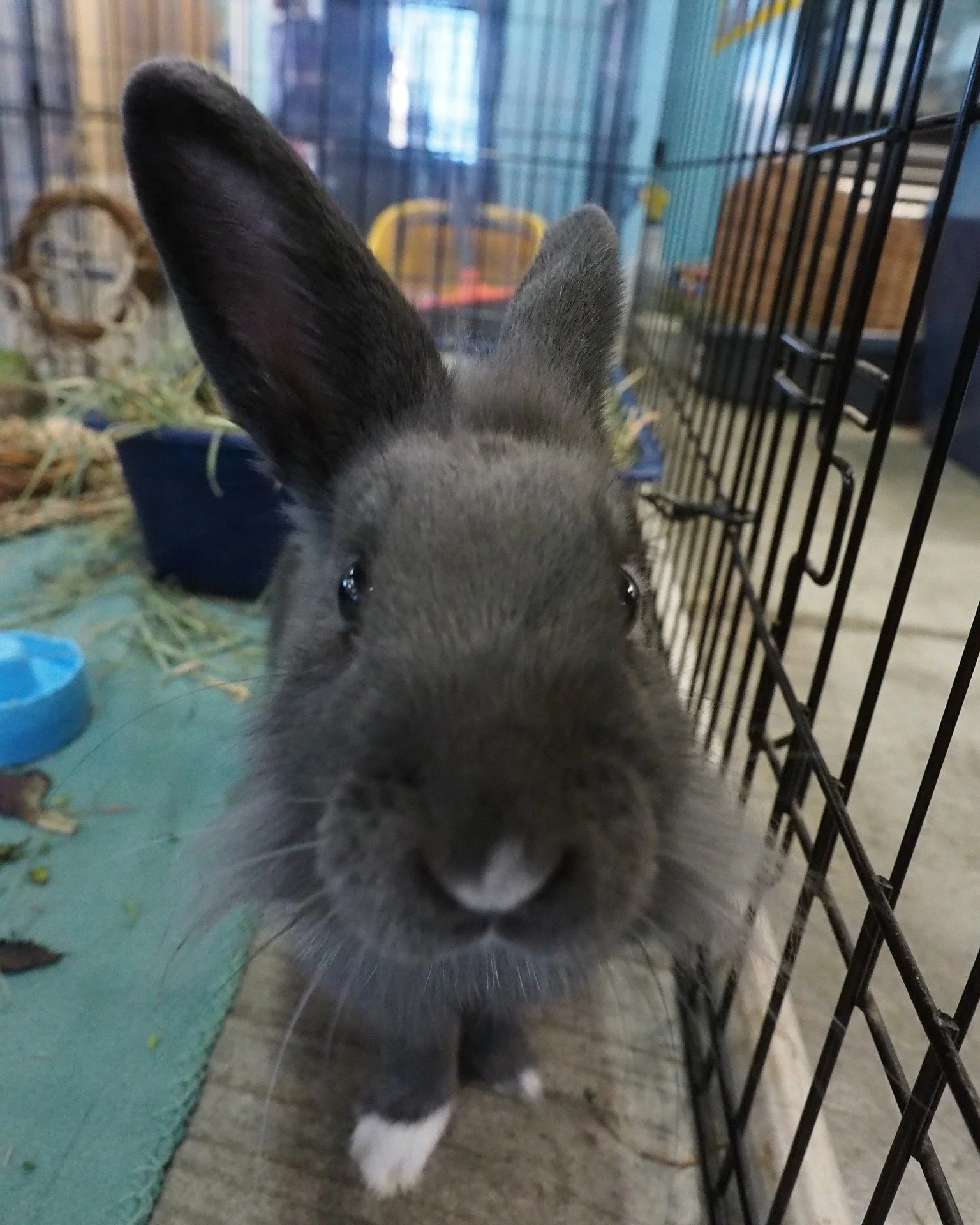 Next Week's Vaccination Clinic is full, but you can sign up for January.  More information at:  https://sandiegorabbits.org/services/vaccine-clinic