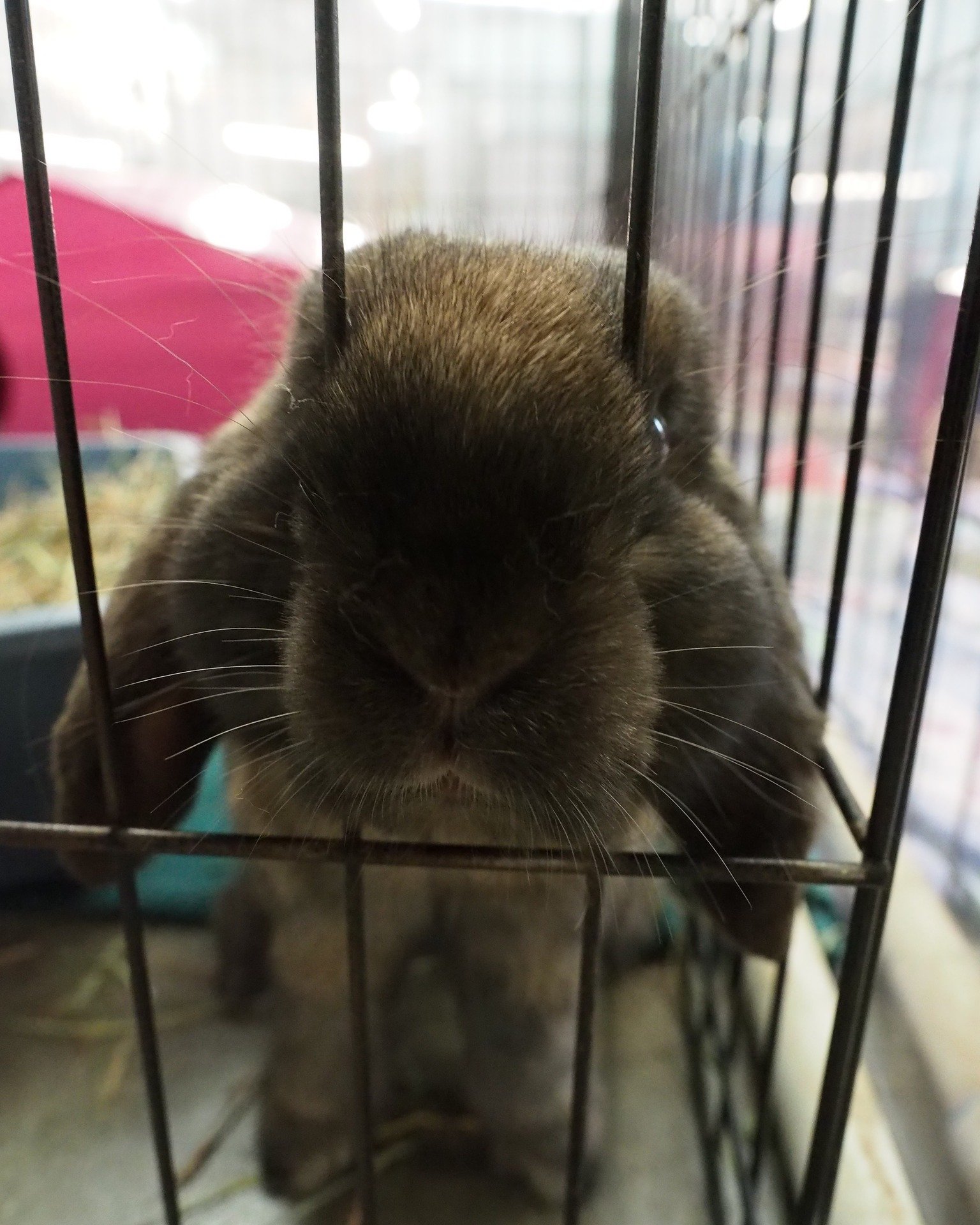 Thinking about how you can help us help the bunnies?  Double your impact here:  https://givebutter.com/doubleyourimpact2025