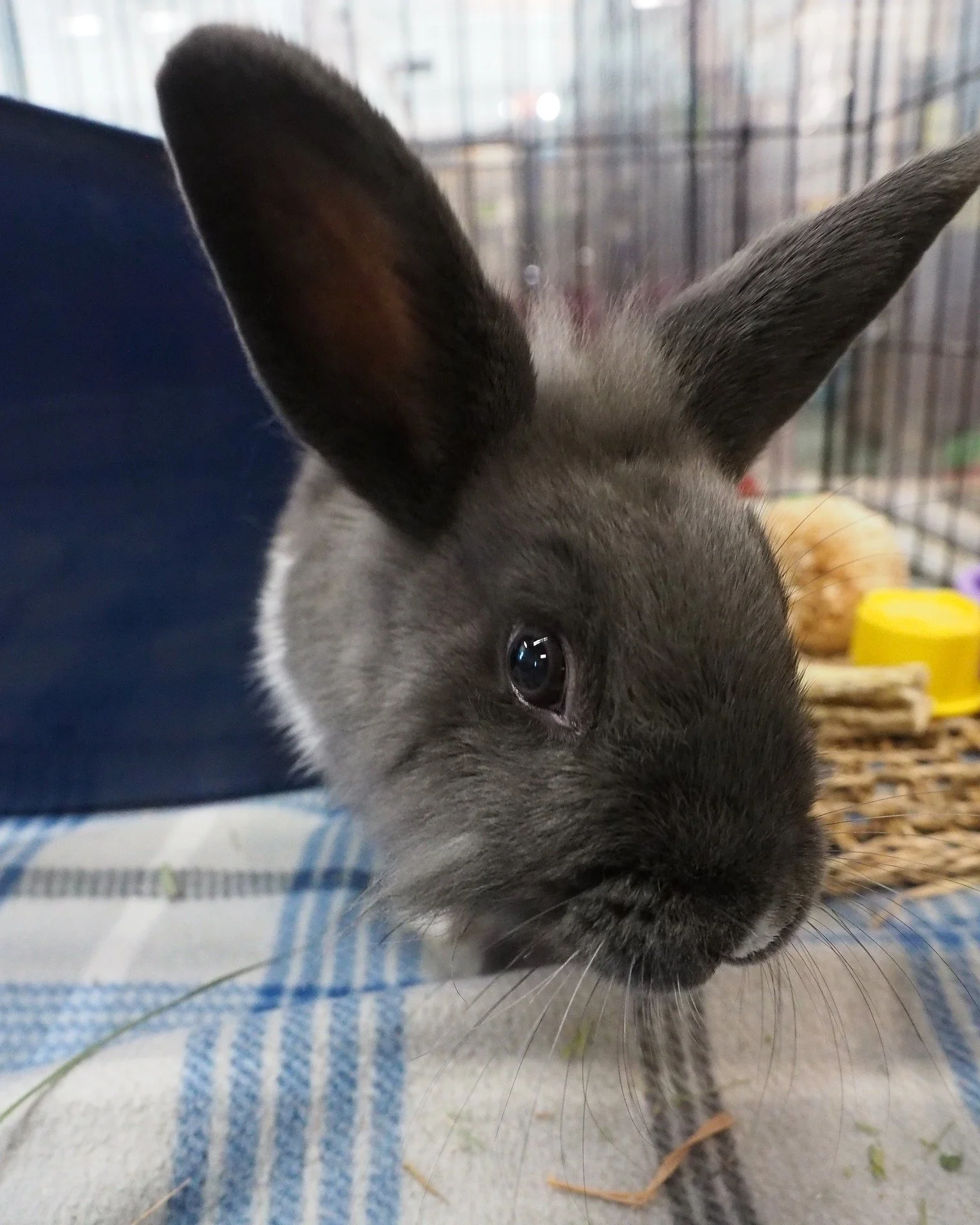 Be safe these Holidays and don't let yourself get caught up in the rush.  Take a few minutes to check out what we have going on.  https://sandiegorabbits.org/