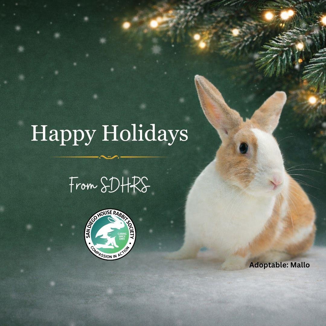 As we wrap up the year and reflect on all that 2025 brought, we want to take a moment to thank you for being part of our San Diego House Rabbit Society community. While the season invites reflection, our work continues every day. We&rsquo;re still he