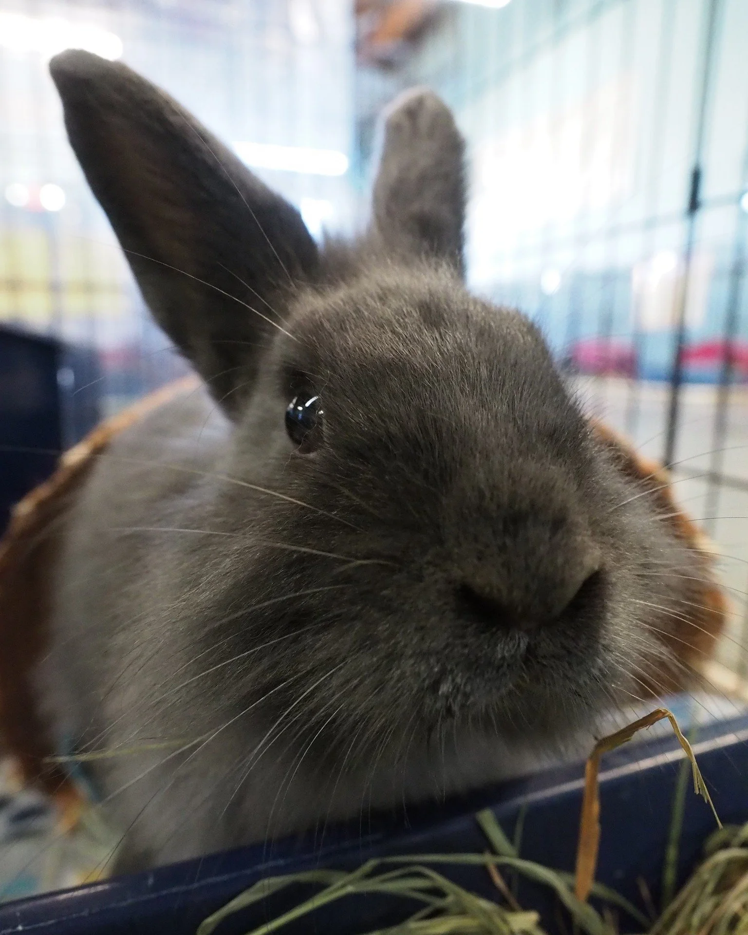If you are not sure what to do with that gift card, the Bunnies have an idea.  https://sandiegorabbits.org/wishlist