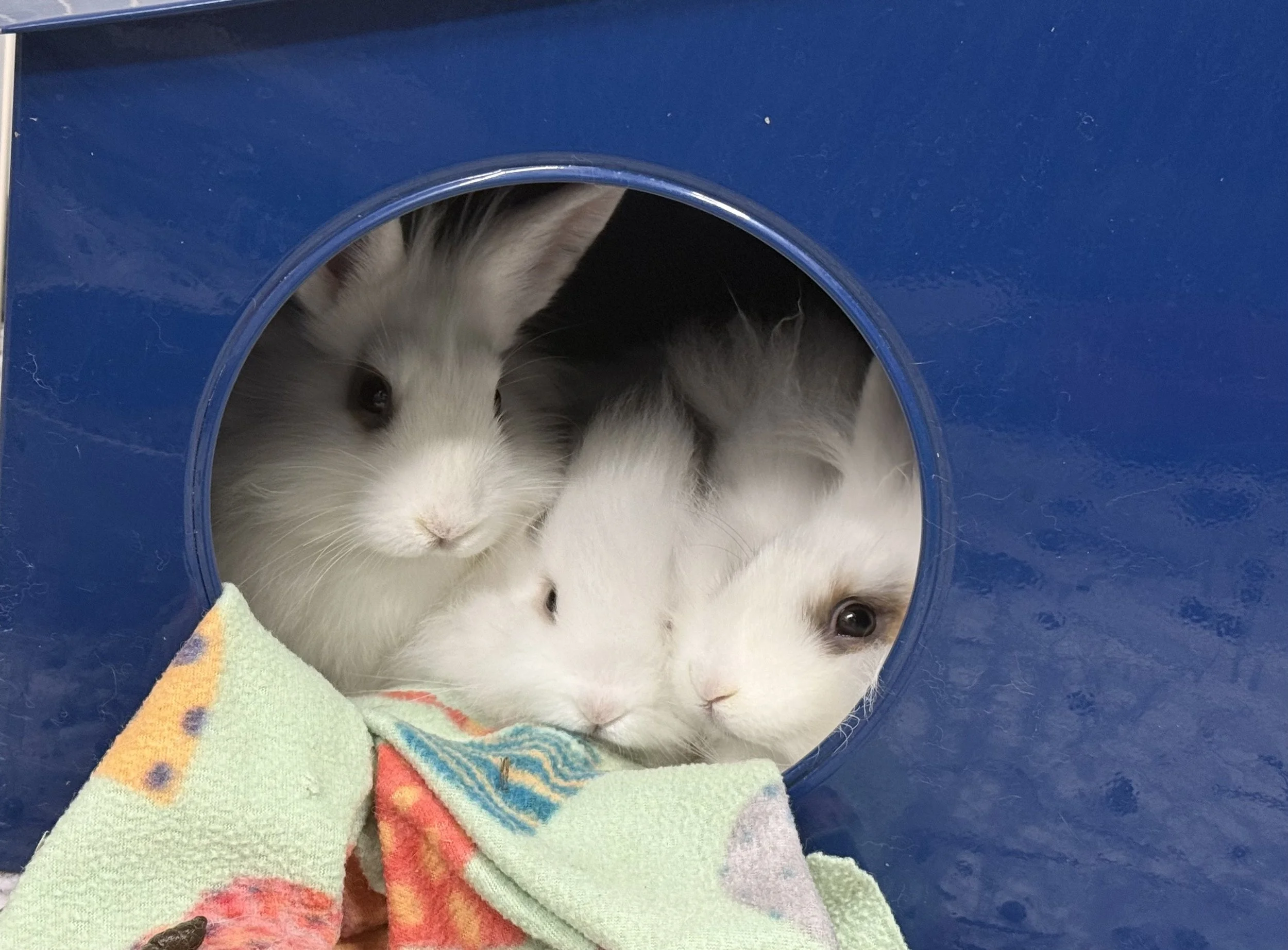 As cute as they were, we noticed irregular (and stinky) stools. We suspected something was not quite right with their health.