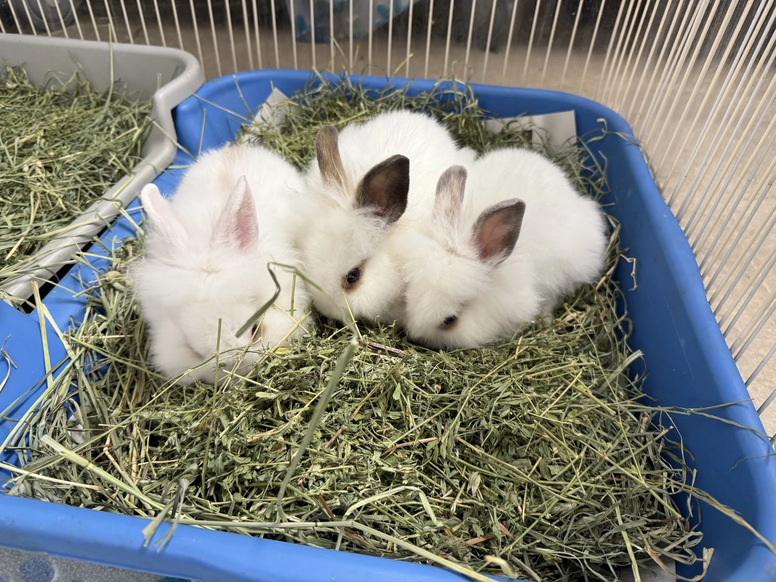 In 2025, a cardboard box of ten rabbits was dumped on our doorstep. SDHRS staff quickly scrambled for space and resources to care for these rabbits.