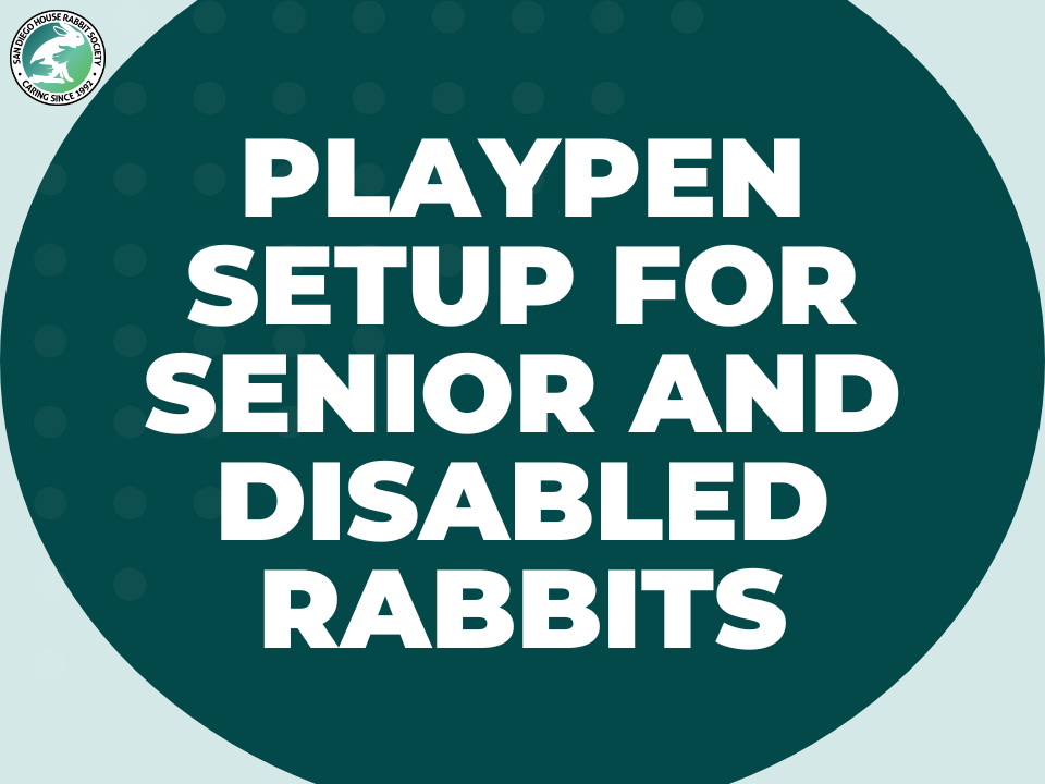 Playpen Setup for Senior and Disabled Rabbits