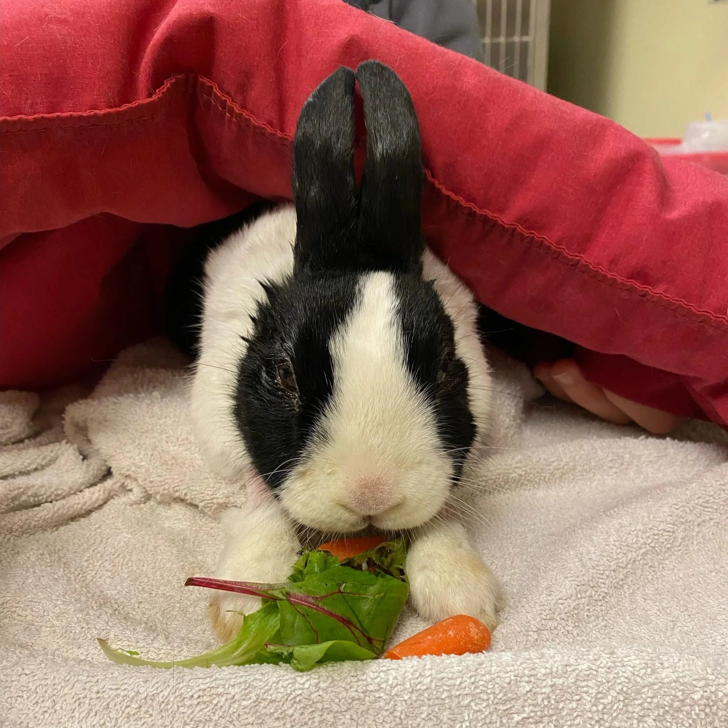 Demogorgon recovering from his myringotomy surgery to treat his ear infection. He received weeks of follow-up care and after being cleared for adoption, found his forever home.