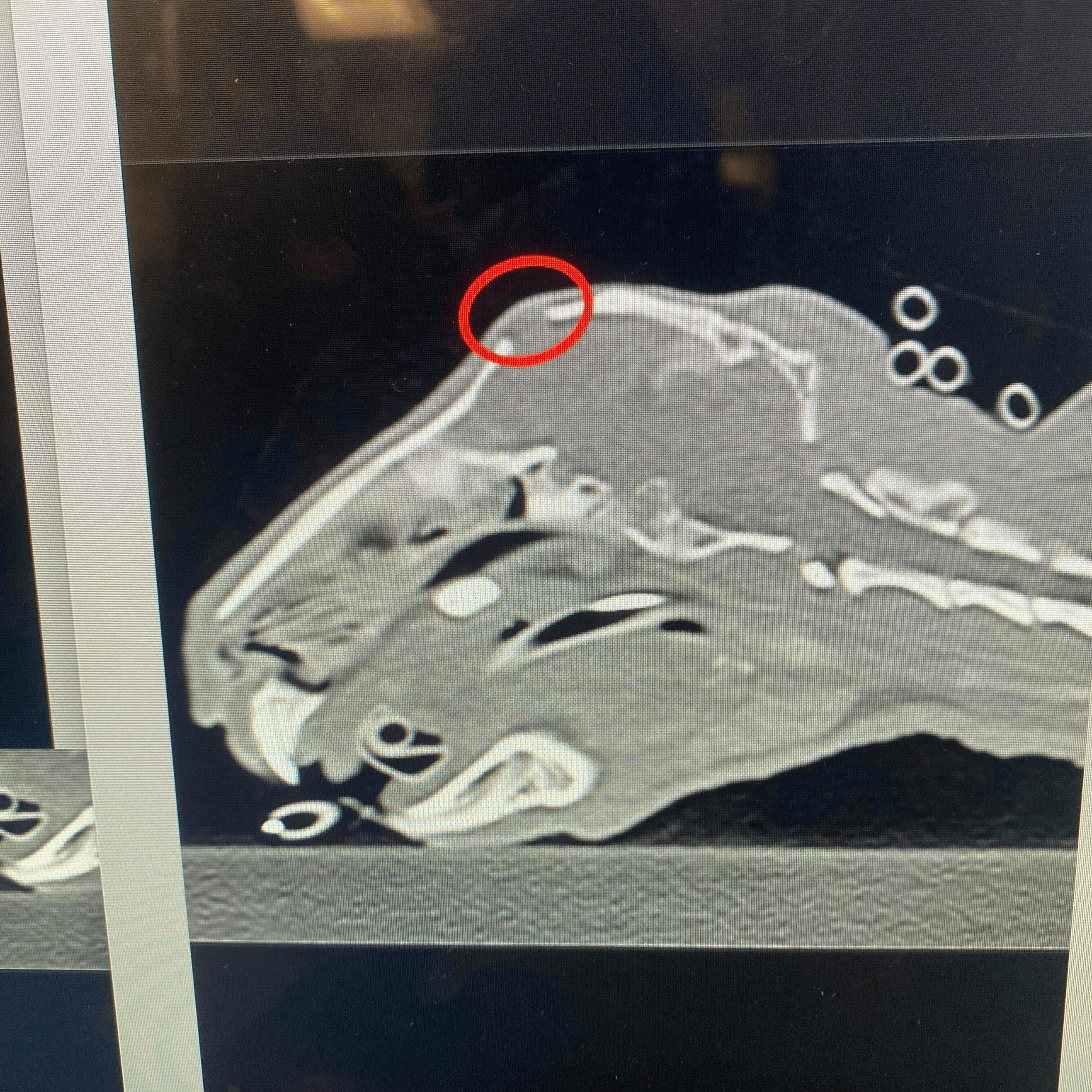 Demogorgon's CT scan to assess the severity of his ear infection revealed the infection reached his middle ear. Additionally, Demogorgon was also missing a piece of his skull!