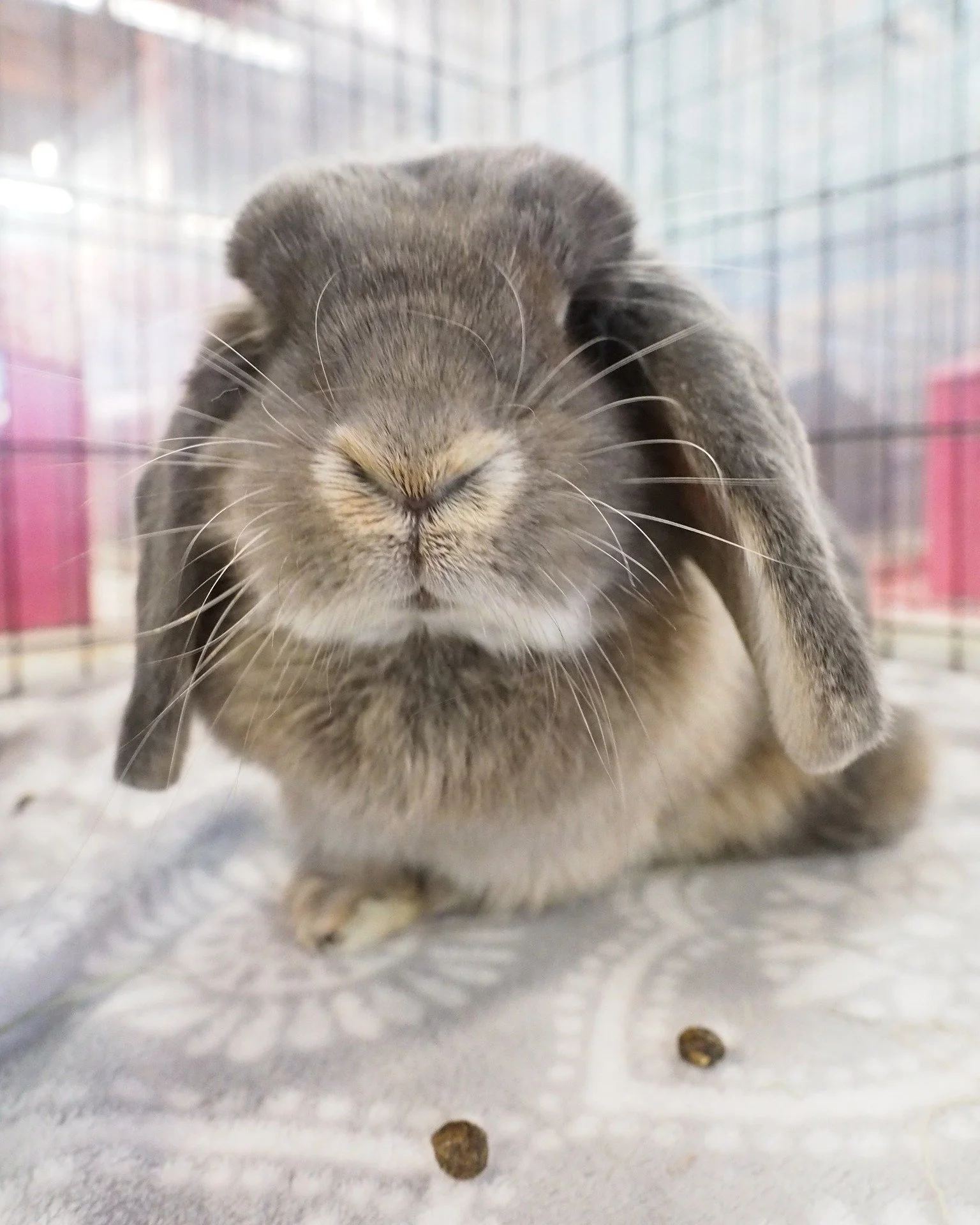 Come and check out what services we have to offer.  https://sandiegorabbits.org/services