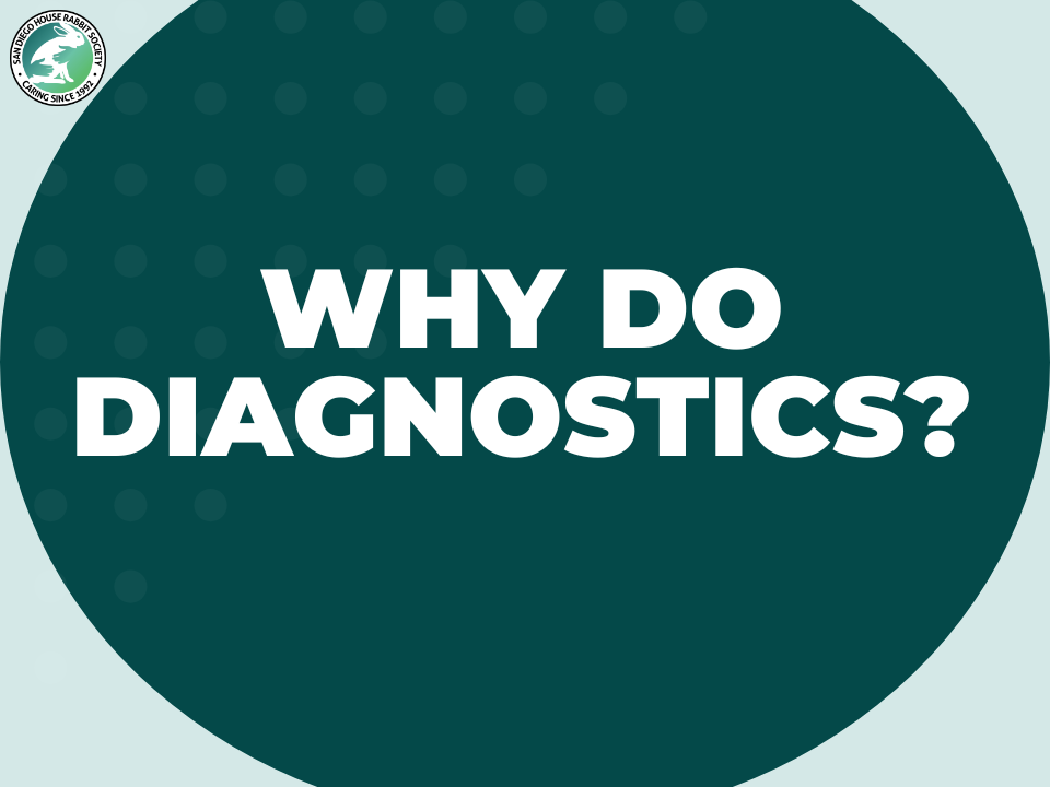 Diagnostics in Rabbits- Why are They Important?