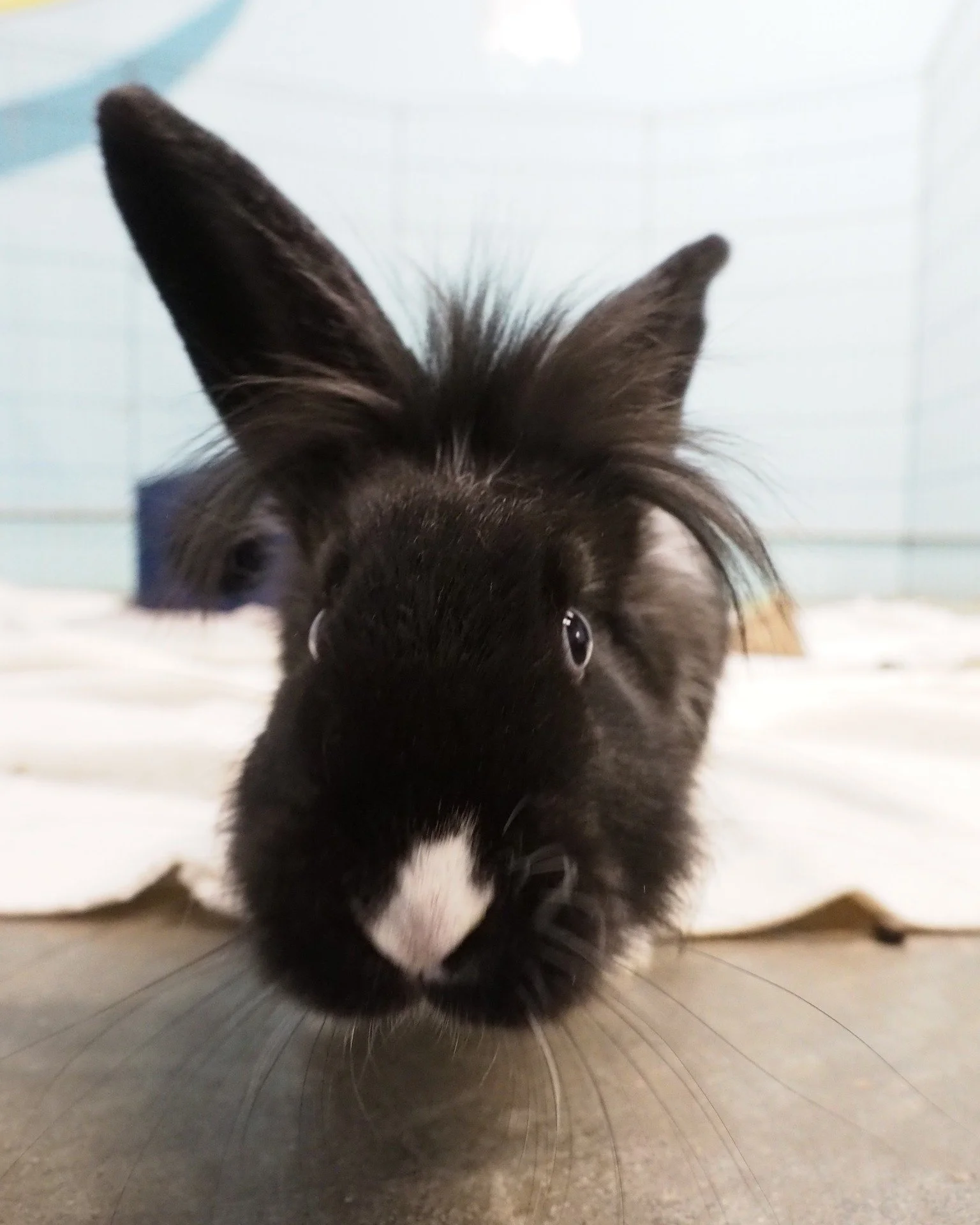 Planning on being at the BunnyFest?  https://www.sandiegobunnyfest.org/