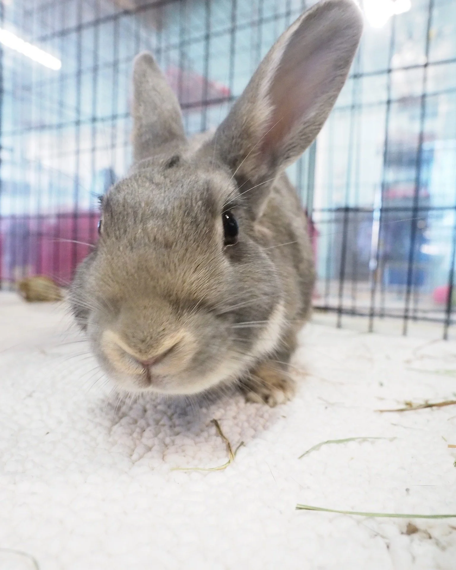 Who's who?  https://sandiegorabbits.org/available-rabbits