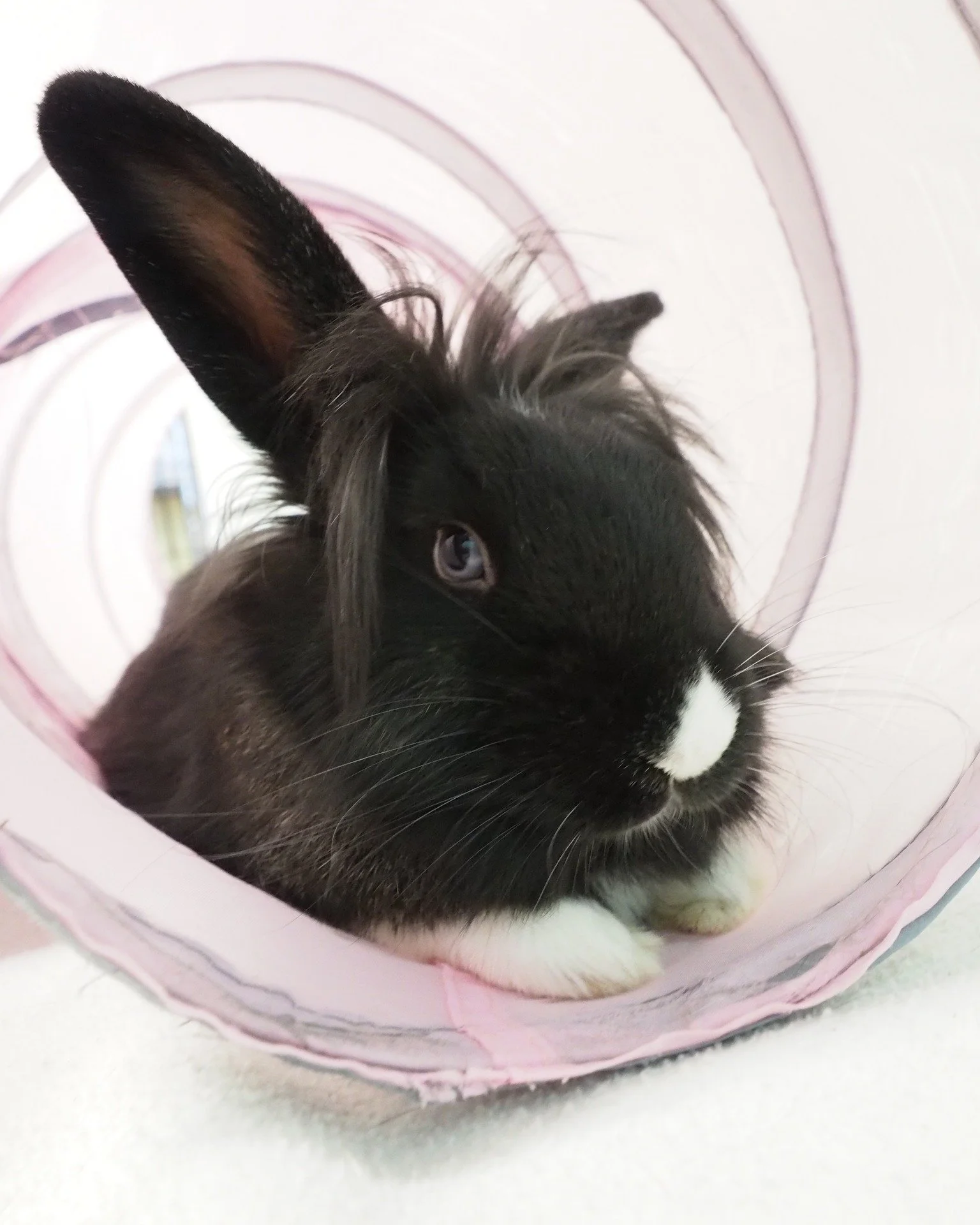 Get your latest updates here. https://sandiegorabbits.org/