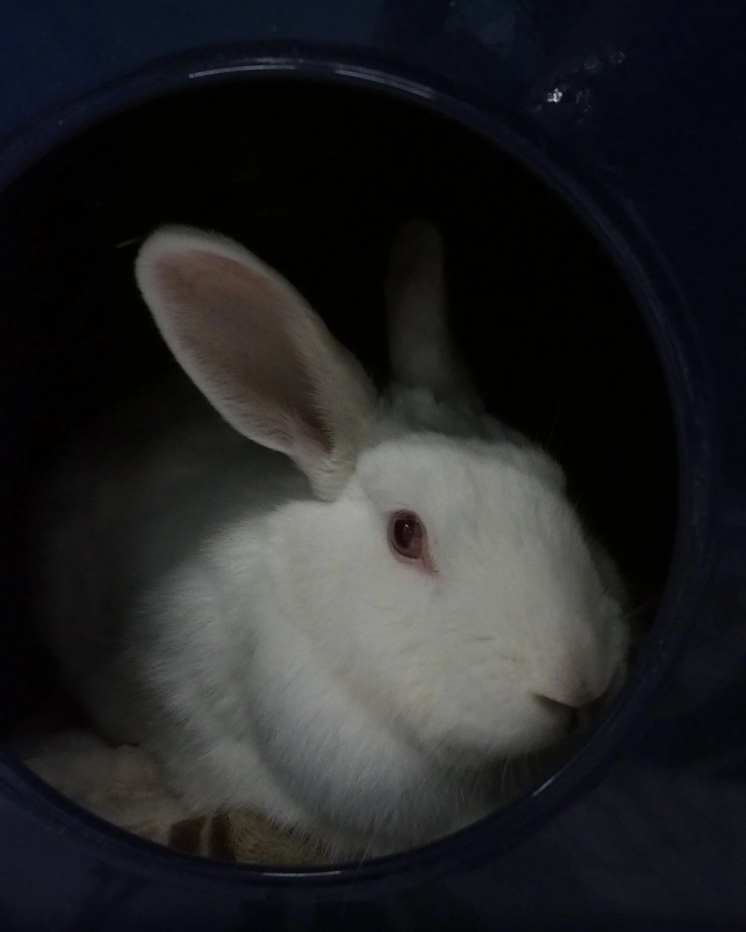 It's not easy getting photos of some of these bunnies when all they want is to be petted. https://sandiegorabbits.org/