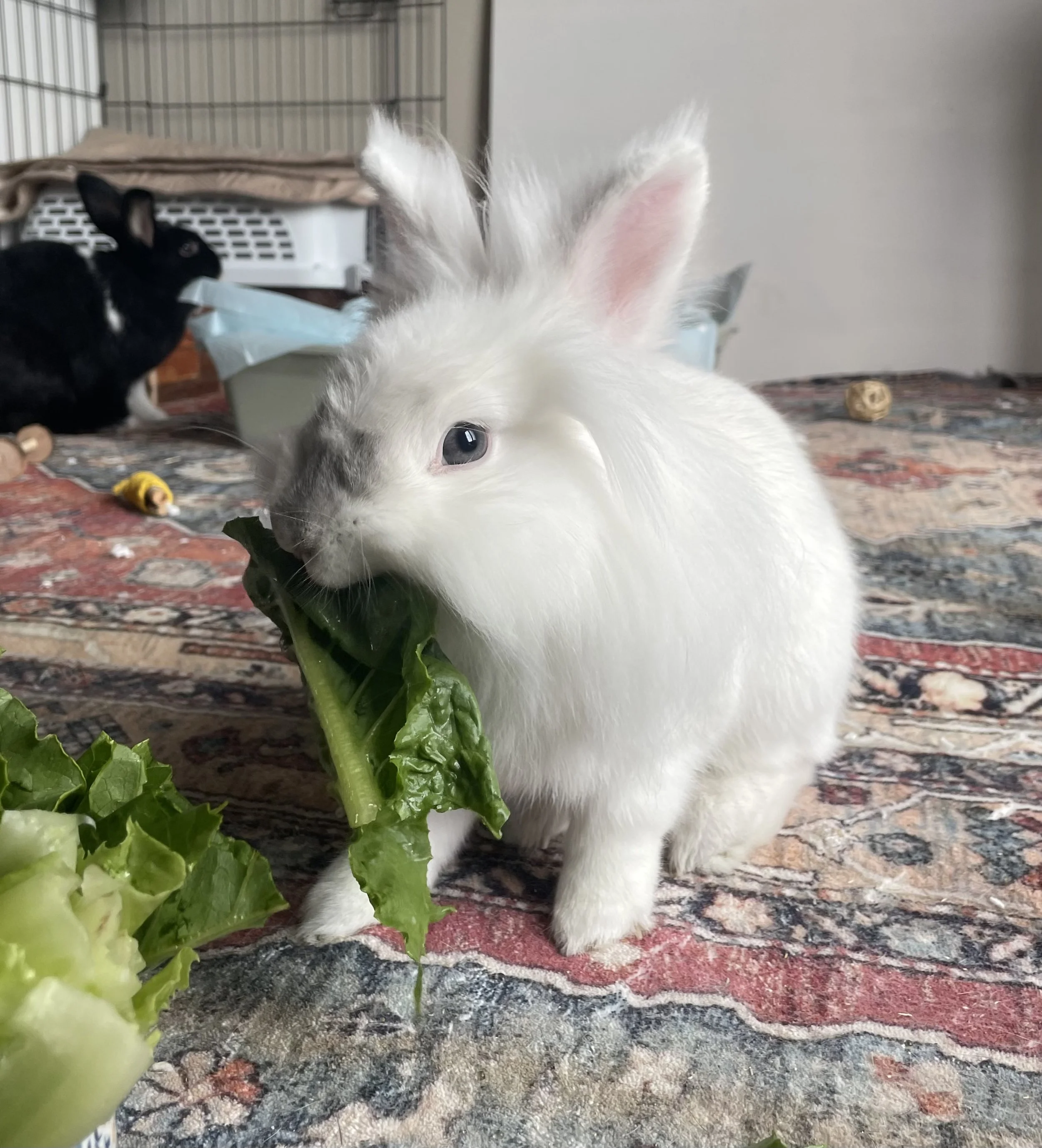 current buns 2.jpeg