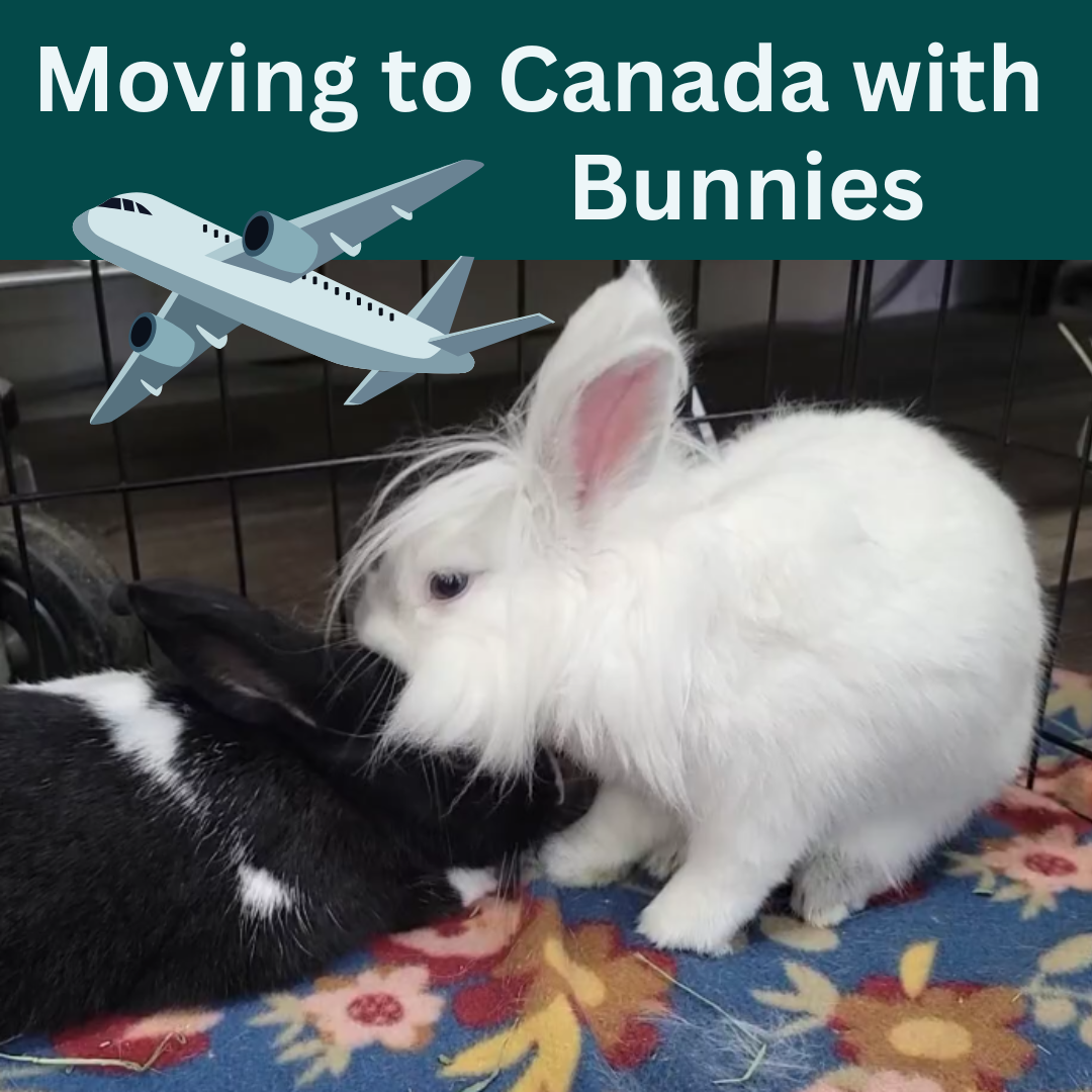 Moving to Canada with Bunnies