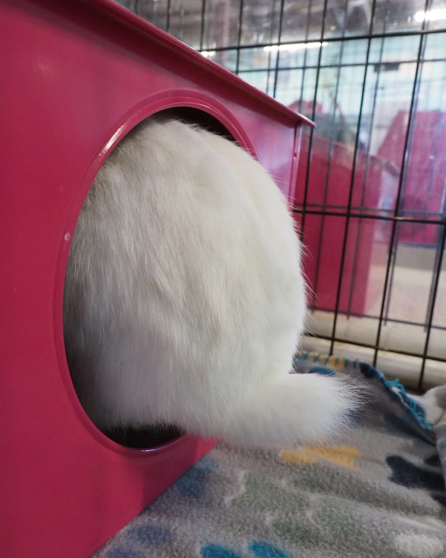 Stay up to date with us.  https://sandiegorabbits.org/