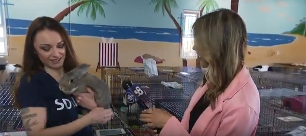 Local rescue urges families not to buy rabbits for Easter holiday| CBS8 News 