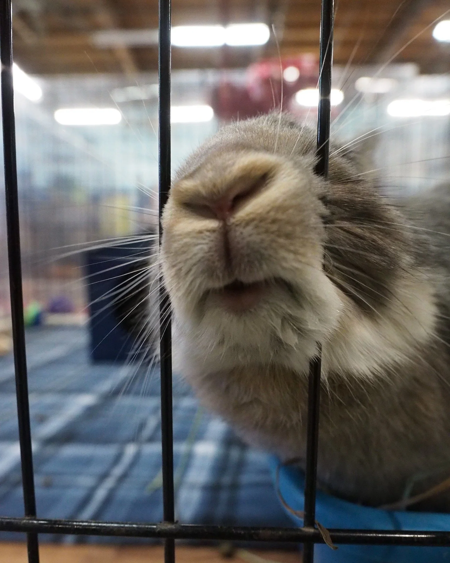 There are many ways to volunteer.  Check to see if any work for you.  https://sandiegorabbits.org/volunteer