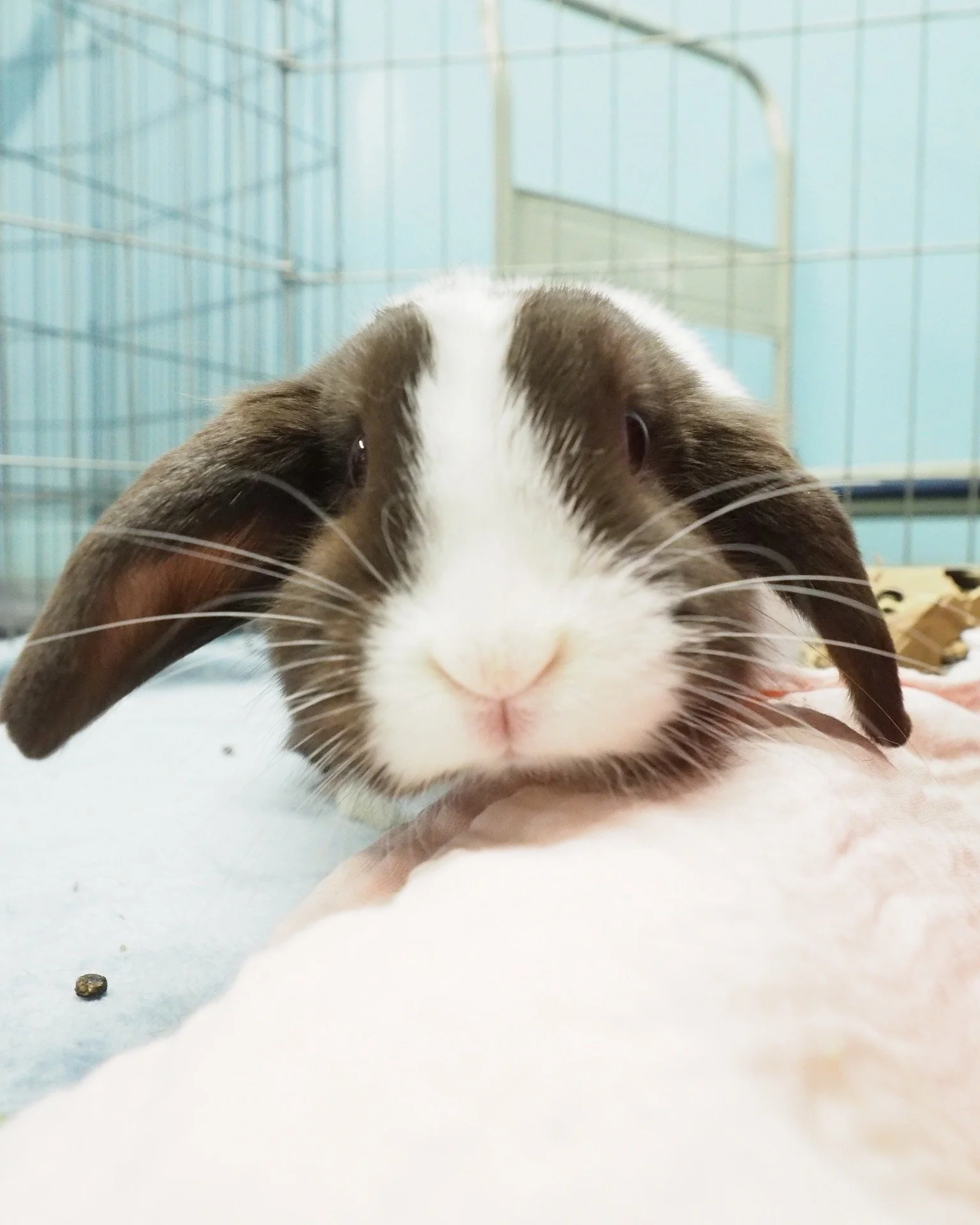 Only 161 days!  https://www.sandiegobunnyfest.org/