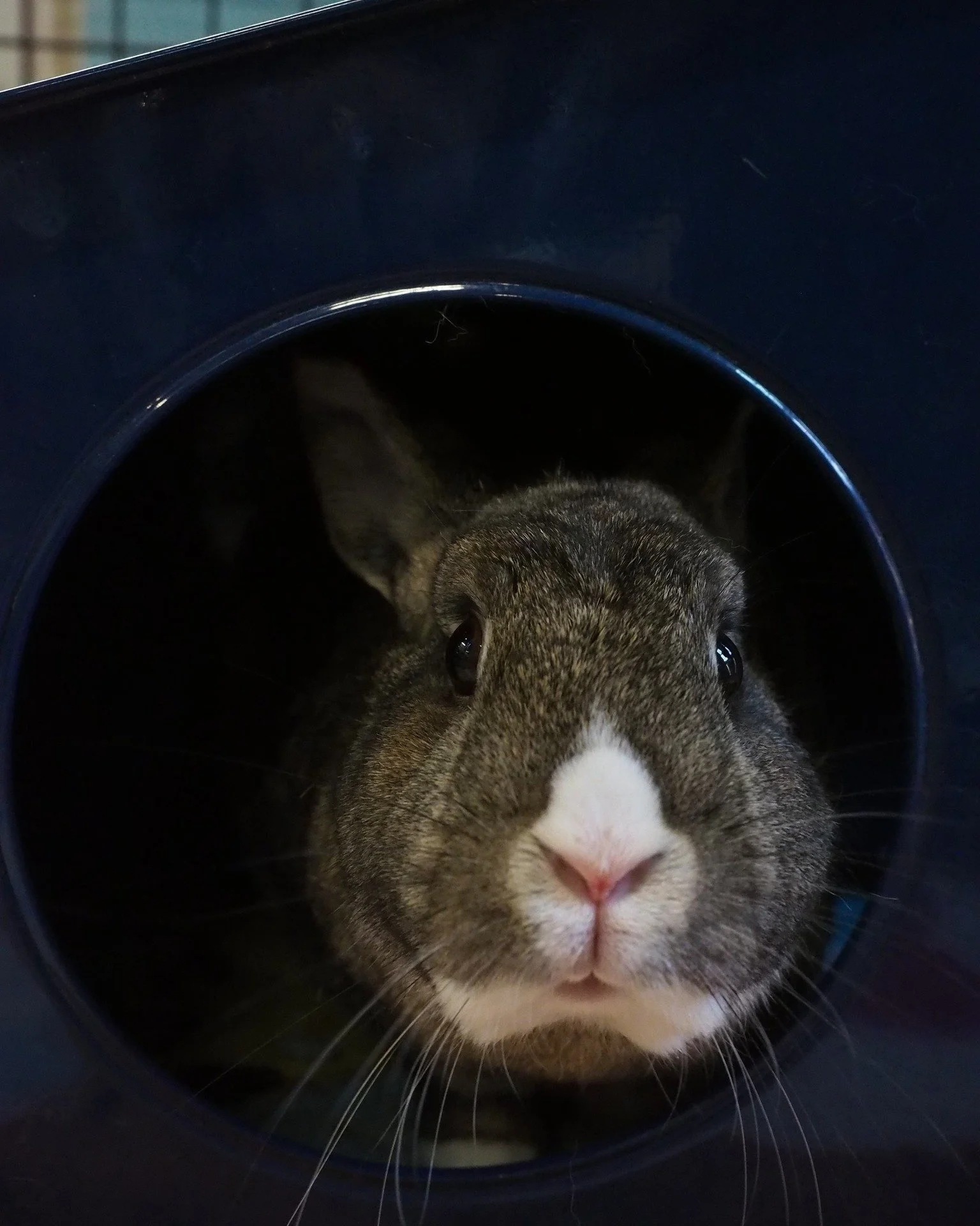 Thinking about a bunny and want to learn more about what is involved?  https://sandiegorabbits.org/services/bunny-101