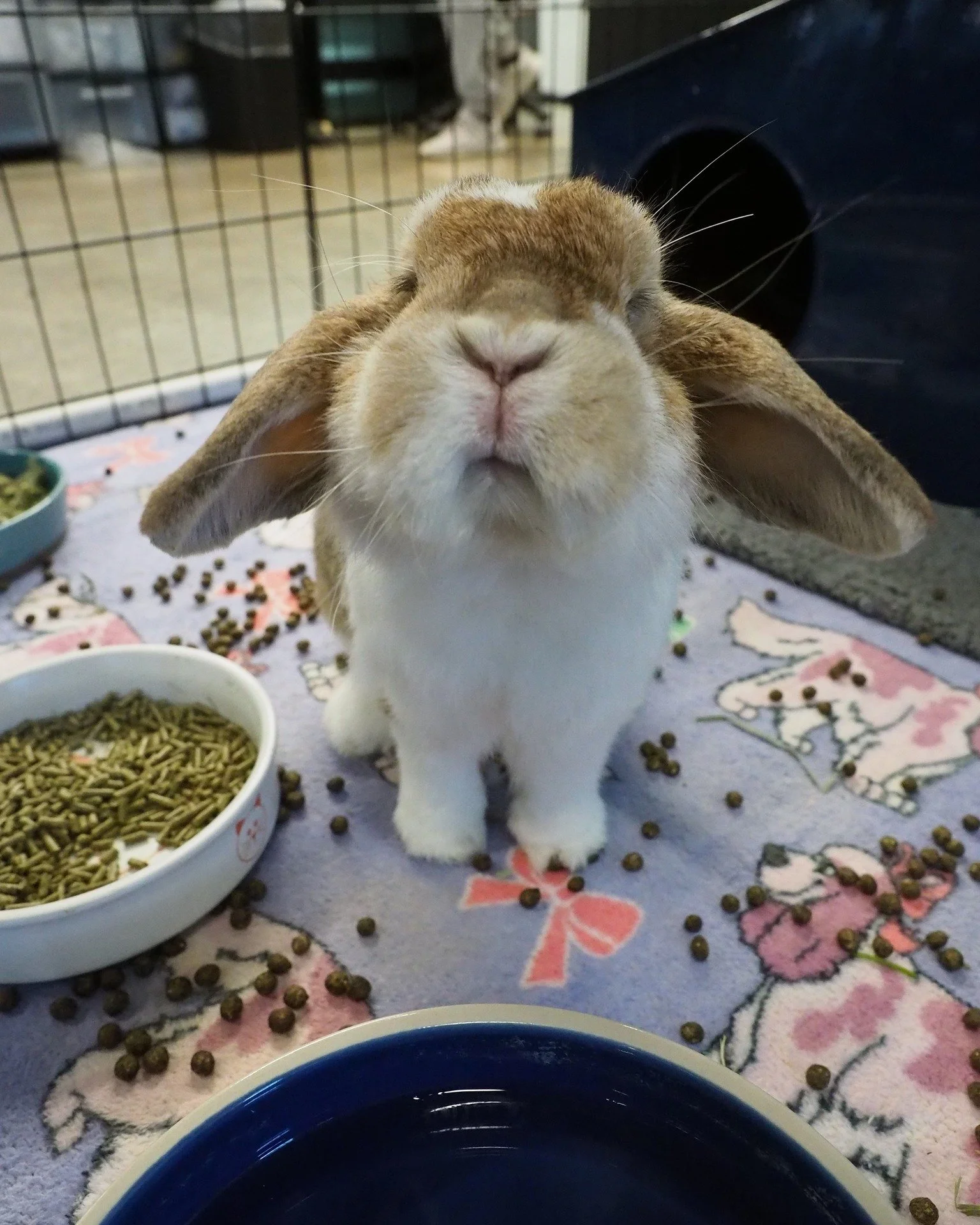 Looking for Bunny Yoga or the RHDV2 Vaccination Clinic?  https://sandiegorabbits.org/upcoming-events