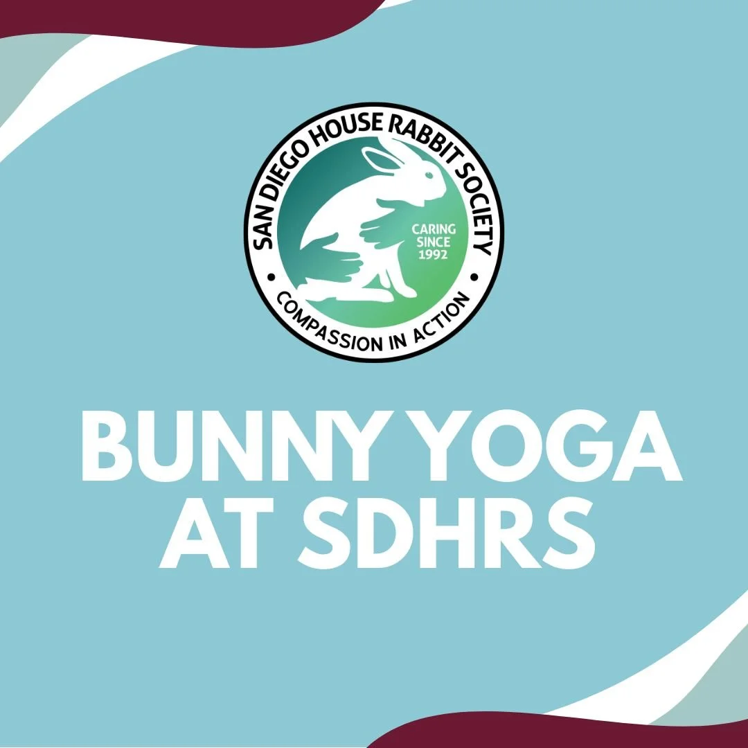 Bunny Yoga 