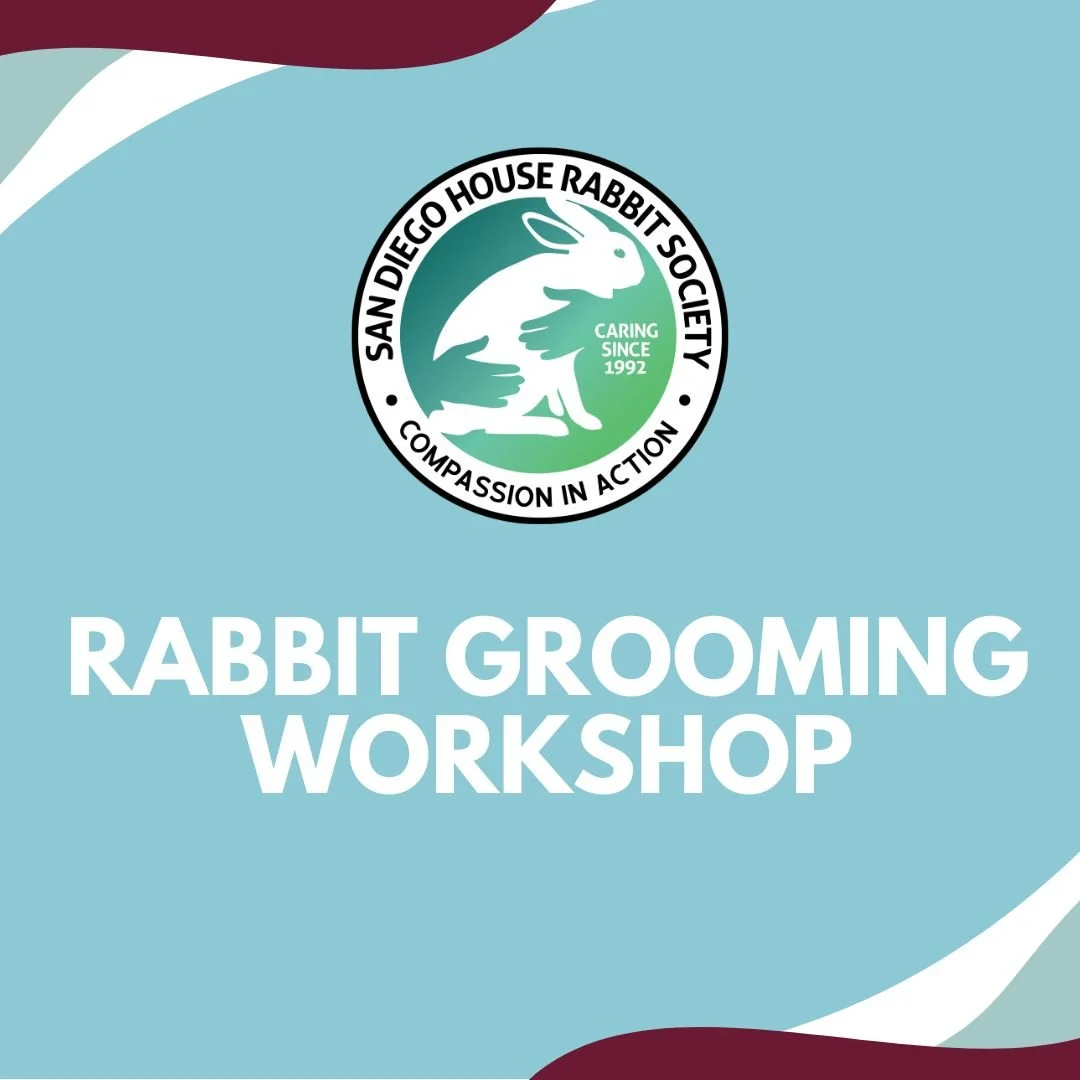 Rabbit Grooming Workshop