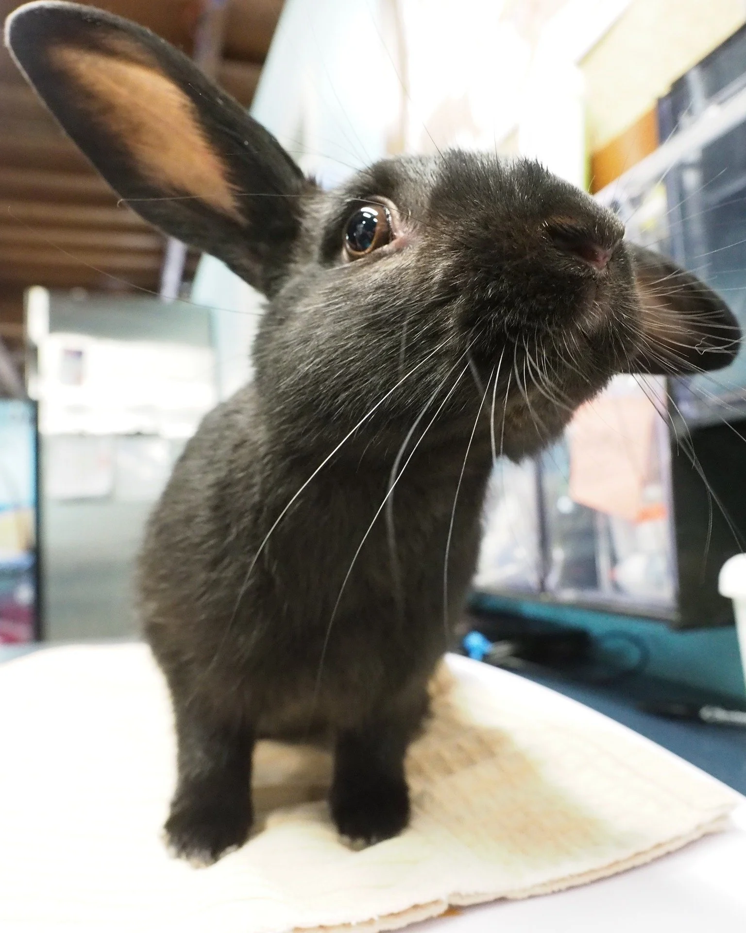 There are many ways that you can help.
https://sandiegorabbits.org/donate
https://sandiegorabbits.org/volunteer