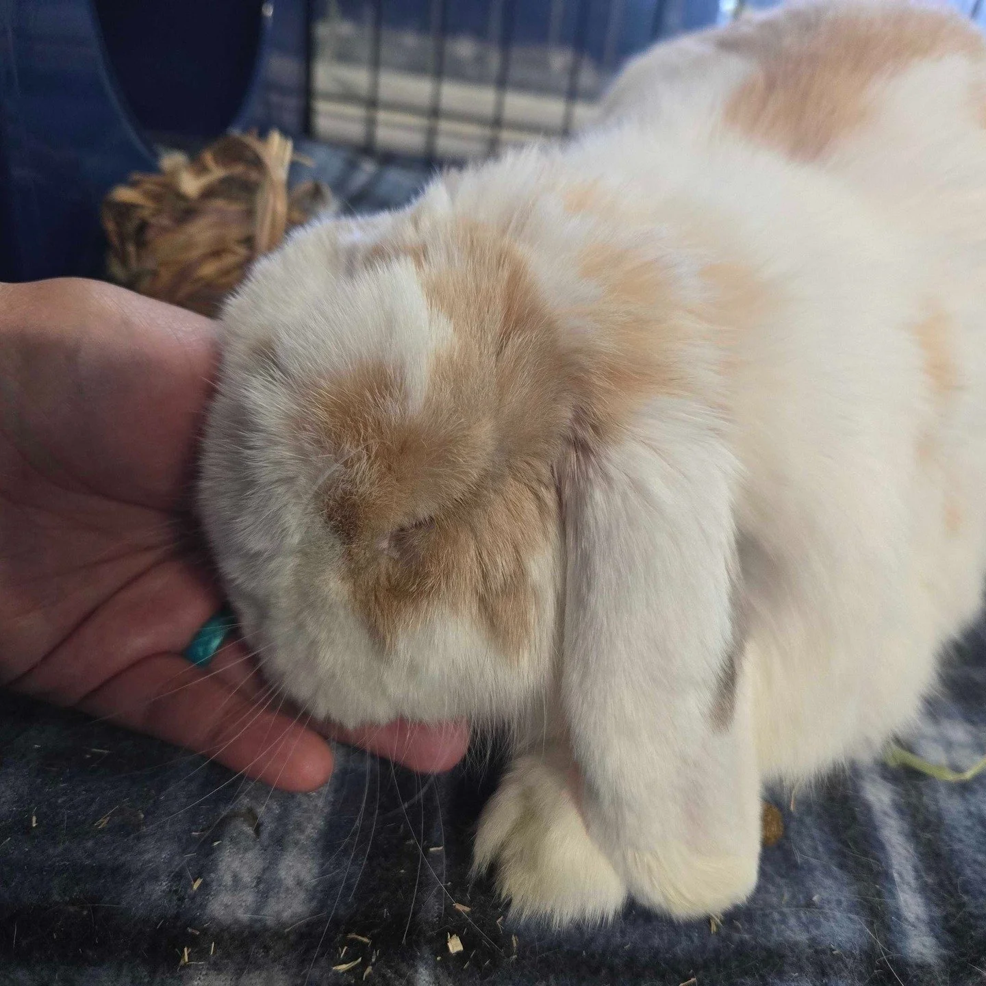 Sometimes our jobs can be soooo hard&hellip; 😊🐰

Little Boy George fell asleep in our staff member&rsquo;s hand, and she just couldn&rsquo;t bring herself to move until he woke up.

#HardestJobEver #BunnyRescueLife #HouseRabbitSociety #RescueRabbit