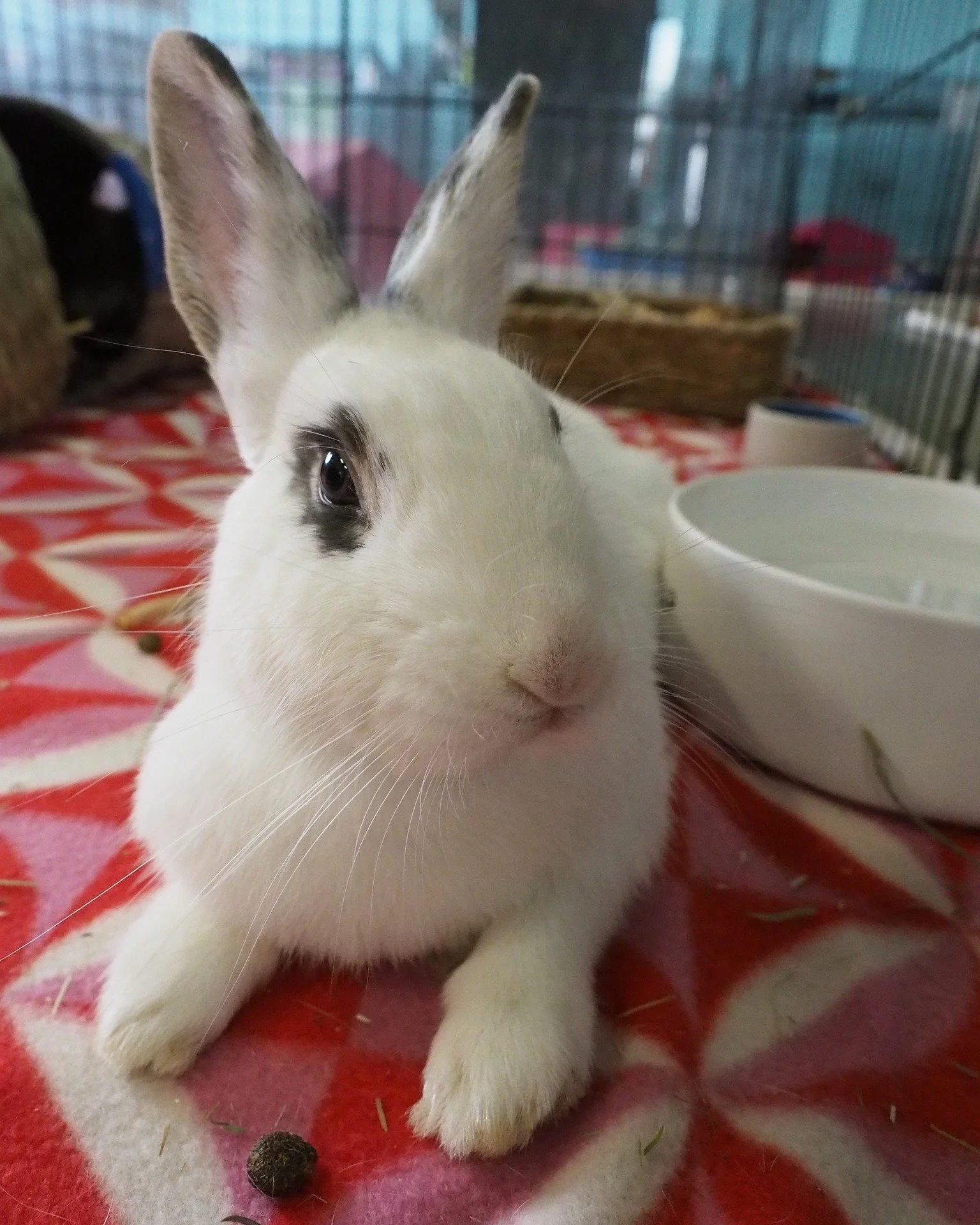 When was the last time your bunny had a spa treatment?
https://sandiegorabbits.org/services/grooming