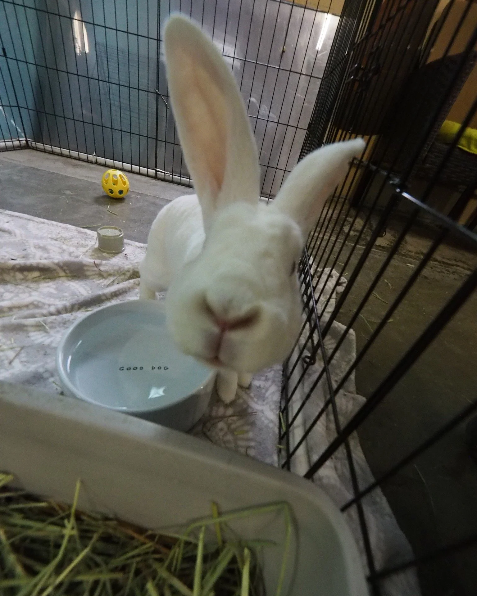 Getting Closer!  https://www.sandiegobunnyfest.org/