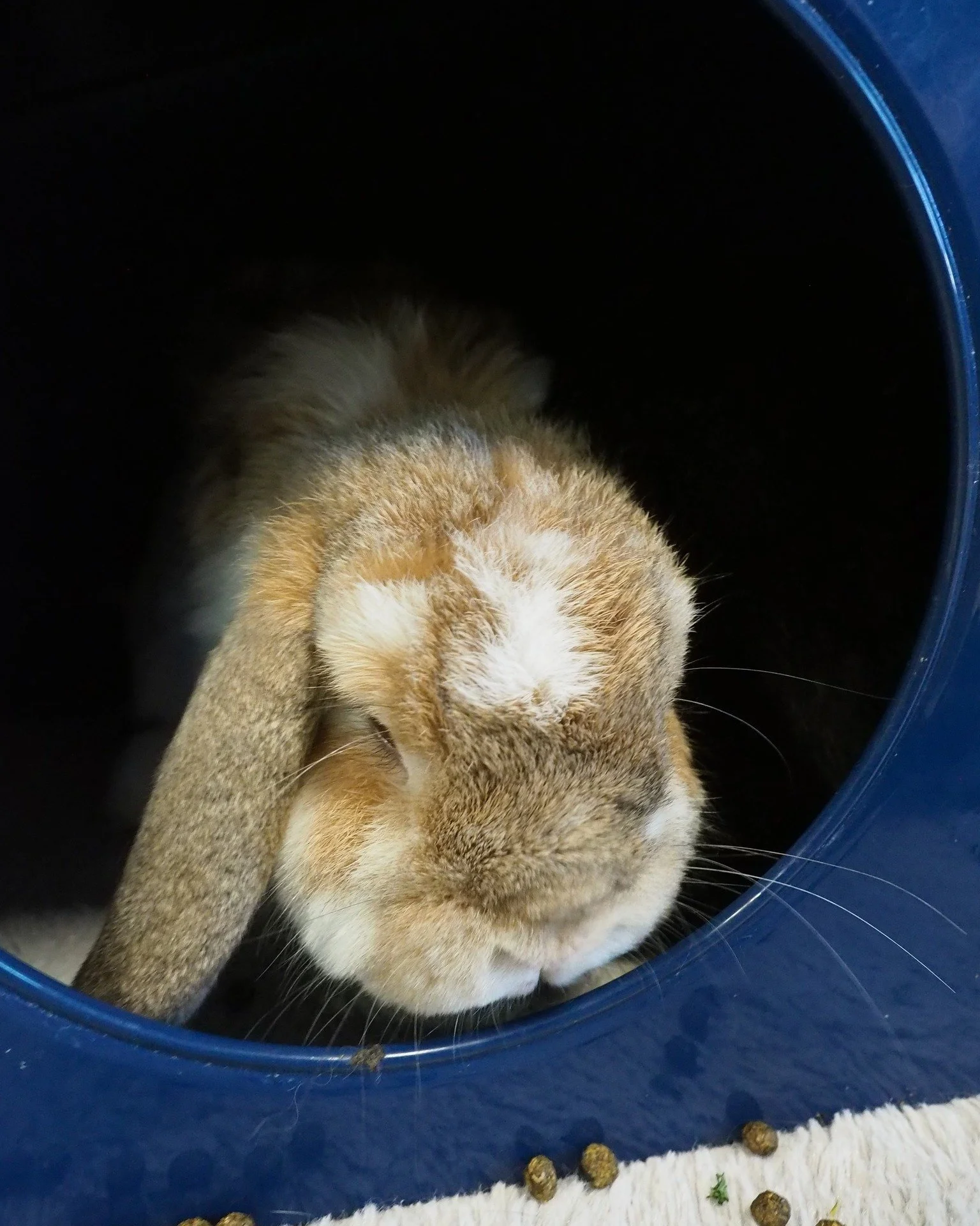 Make sure to keep checking back for new events so that you don't miss out! https://sandiegorabbits.org/eventscalendar