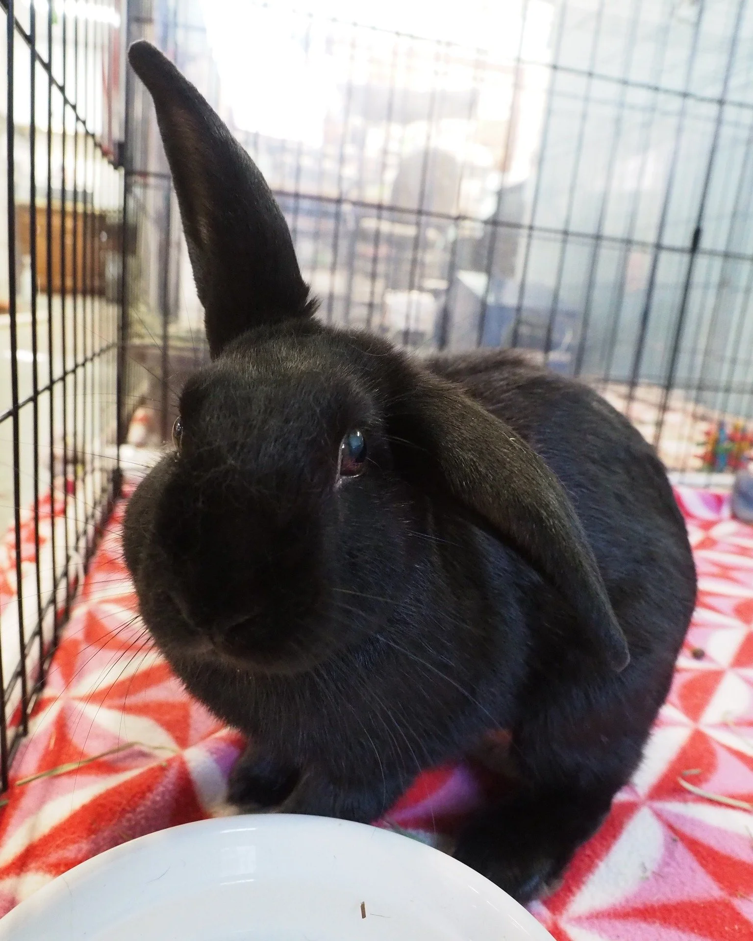 Who's who?  https://sandiegorabbits.org/available-rabbits