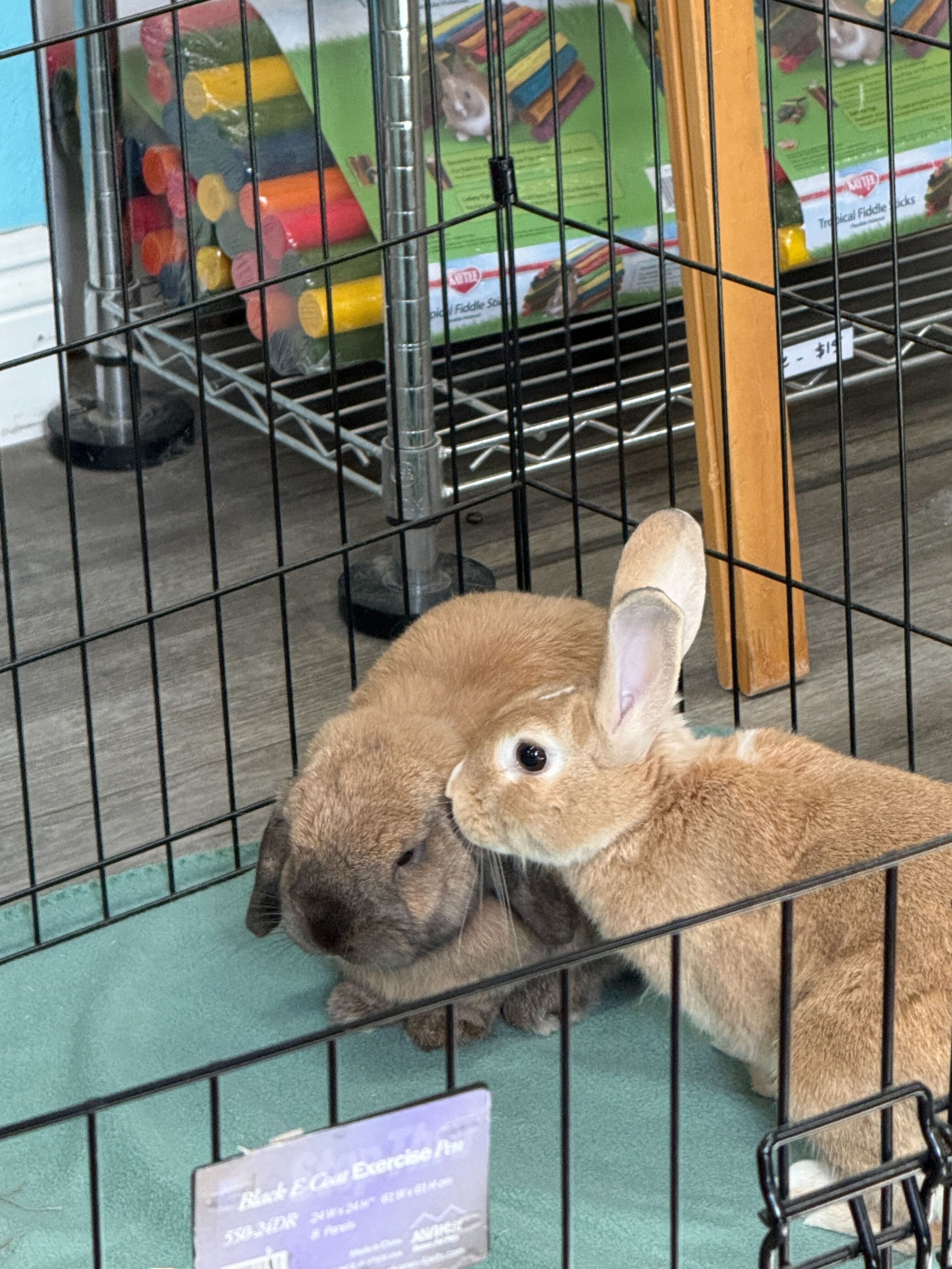 Finn meeting SDHRS adoptable Graham.
