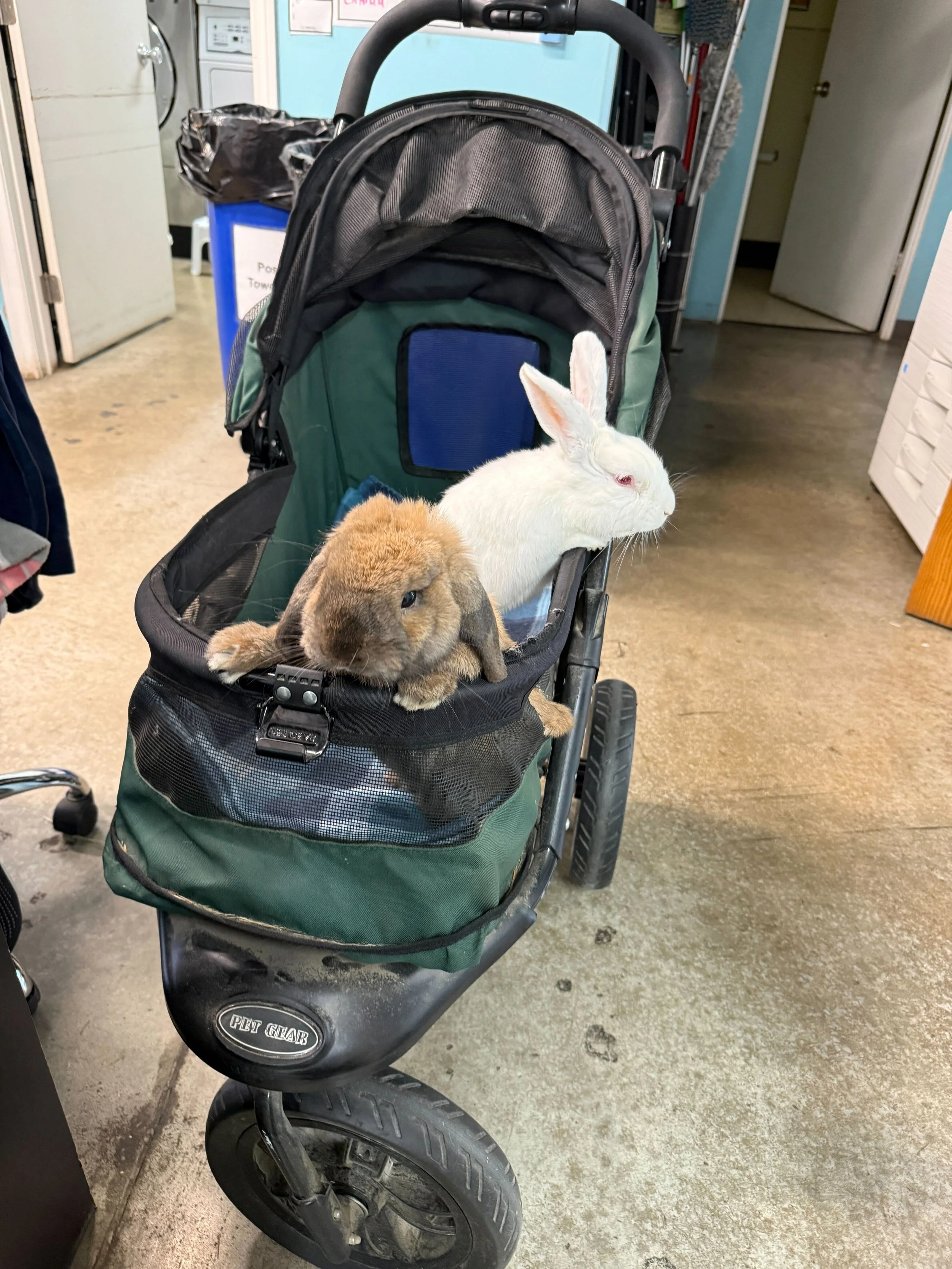 Finn meeting SDHRS adoptable Casper.