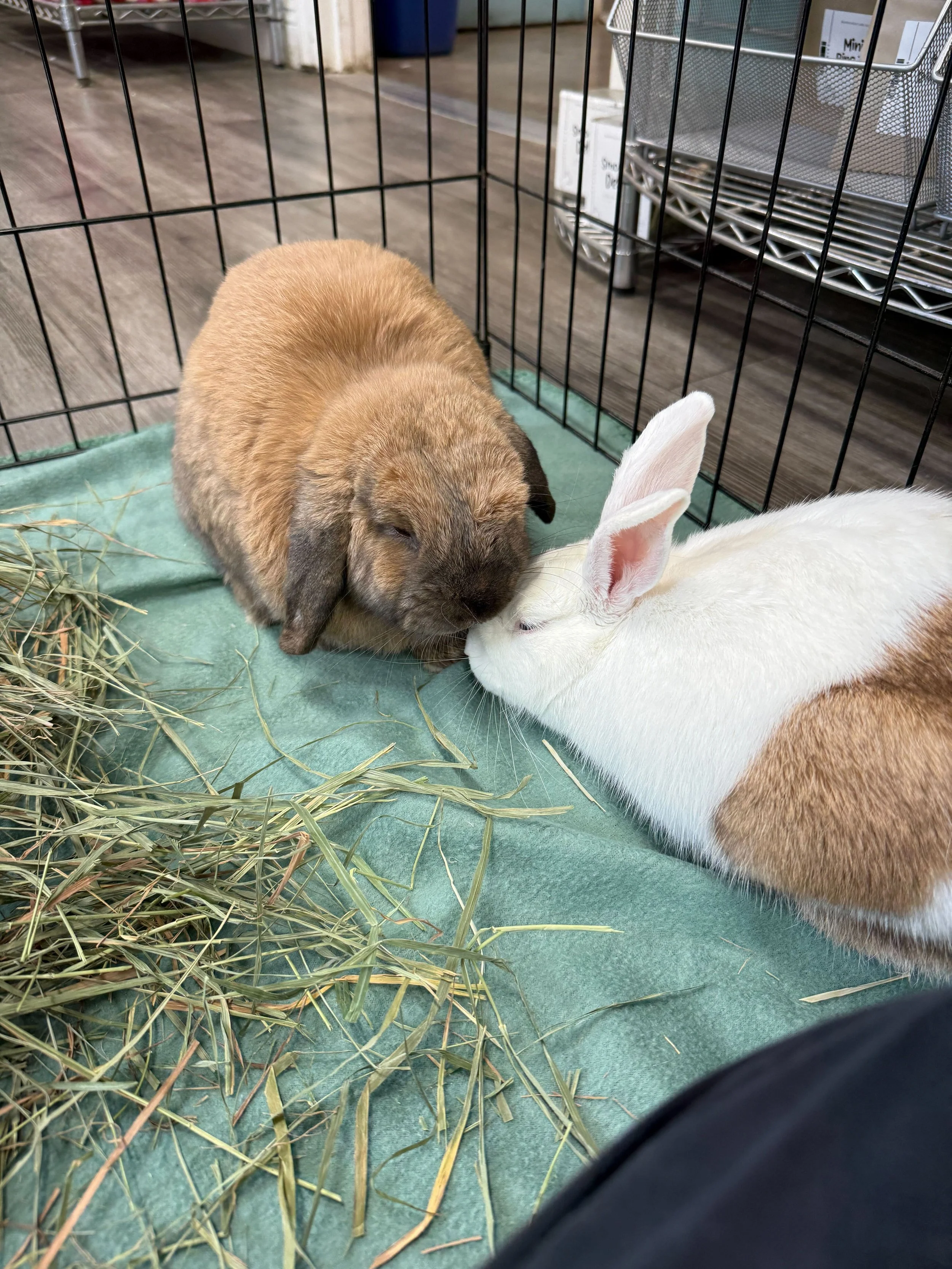 Finn meeting SDHRS adoptable Busta Bunz.