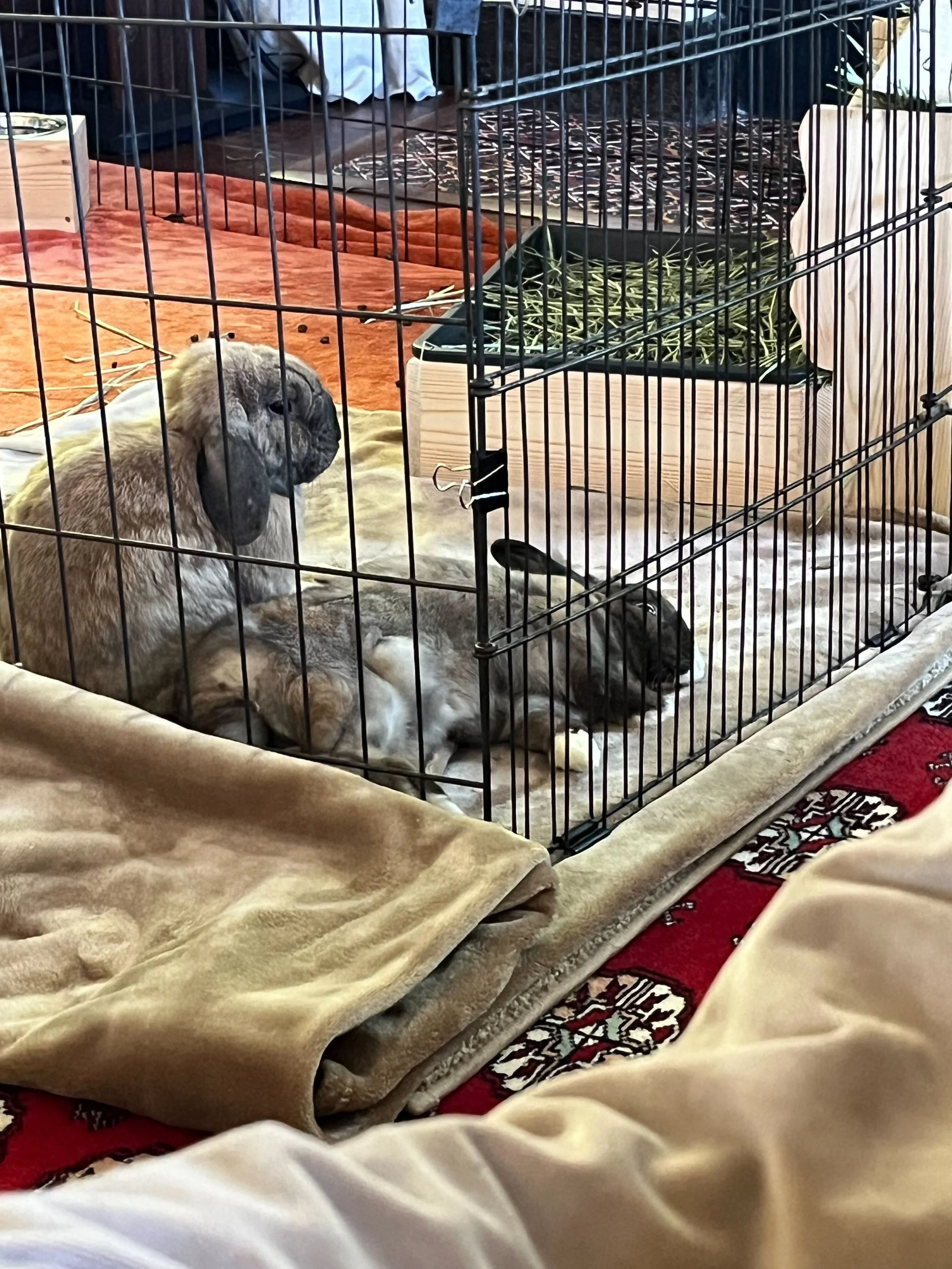 Cranberry adopted as Finn's new friend!