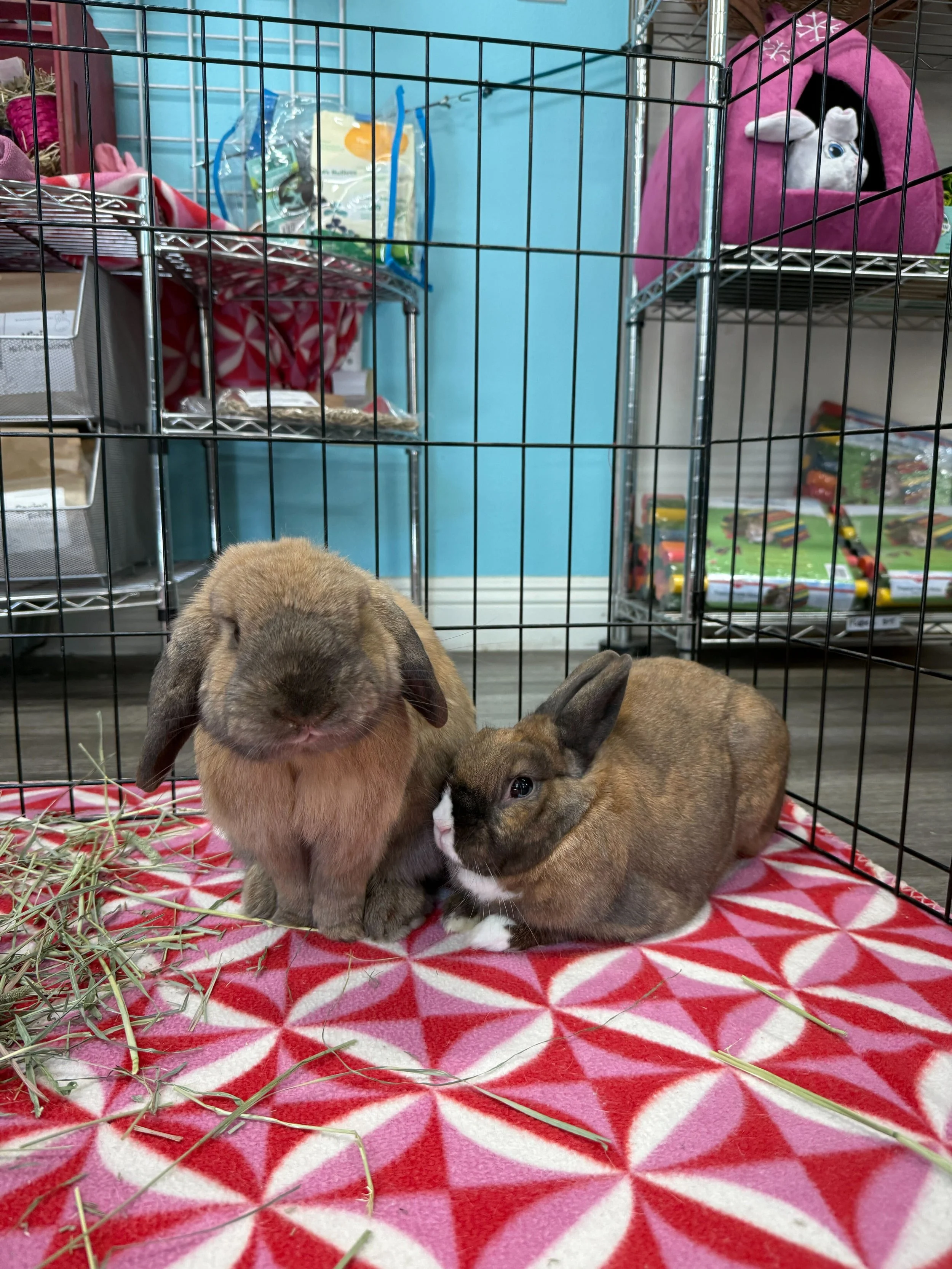Finn meeting Cranberry at SDHRS.