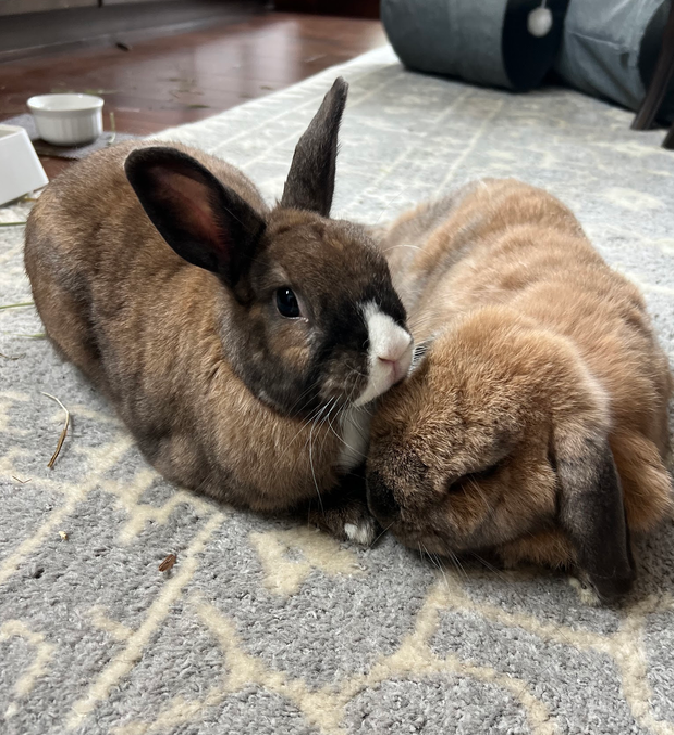 Cranberry and Finn relaxing.