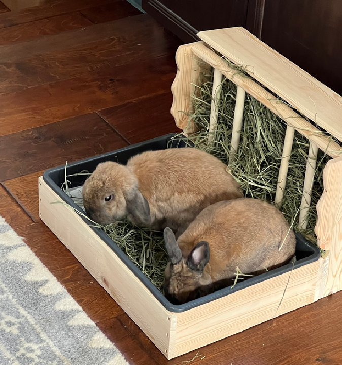 Both rabbits sharing a litter box.