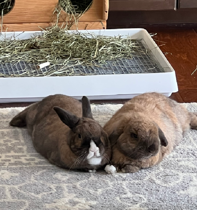Cranberry and Finn being very cute together.