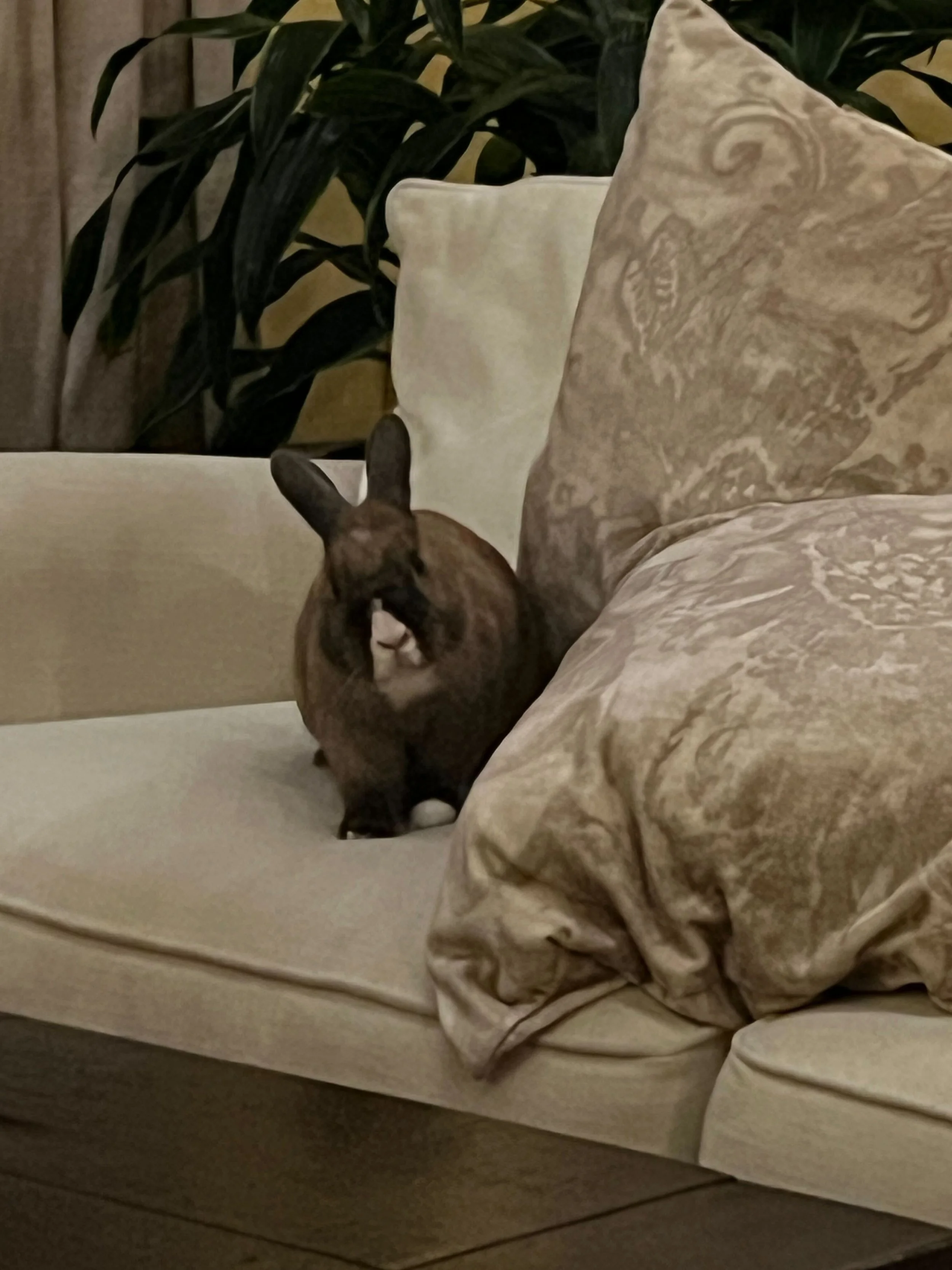 Cranberry comfortably exploring her forever home.