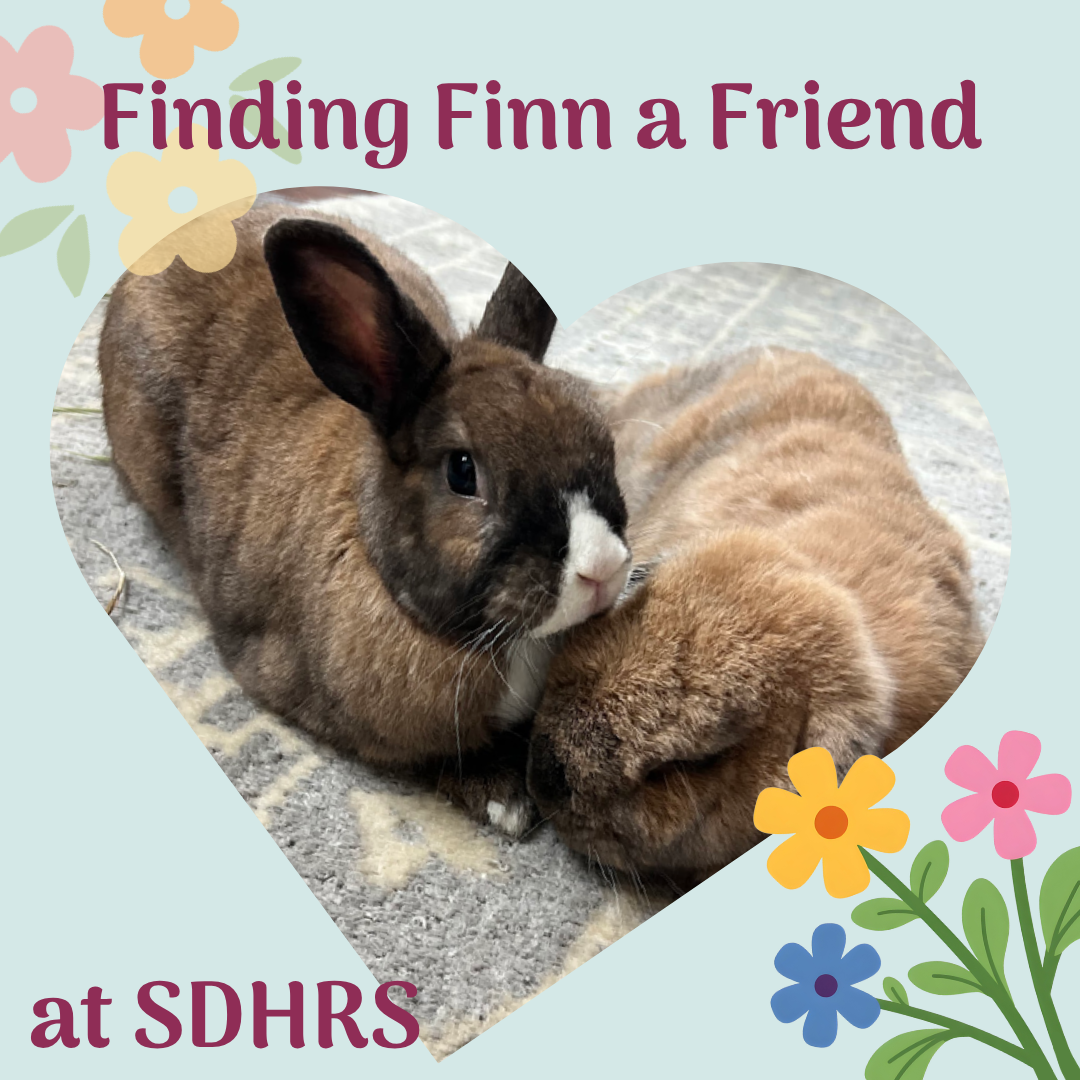 Finding Finn a Friend